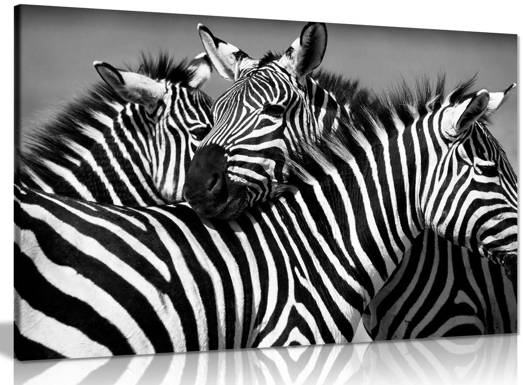 Black & White Zebra Canvas Wall Art Picture Print eBay