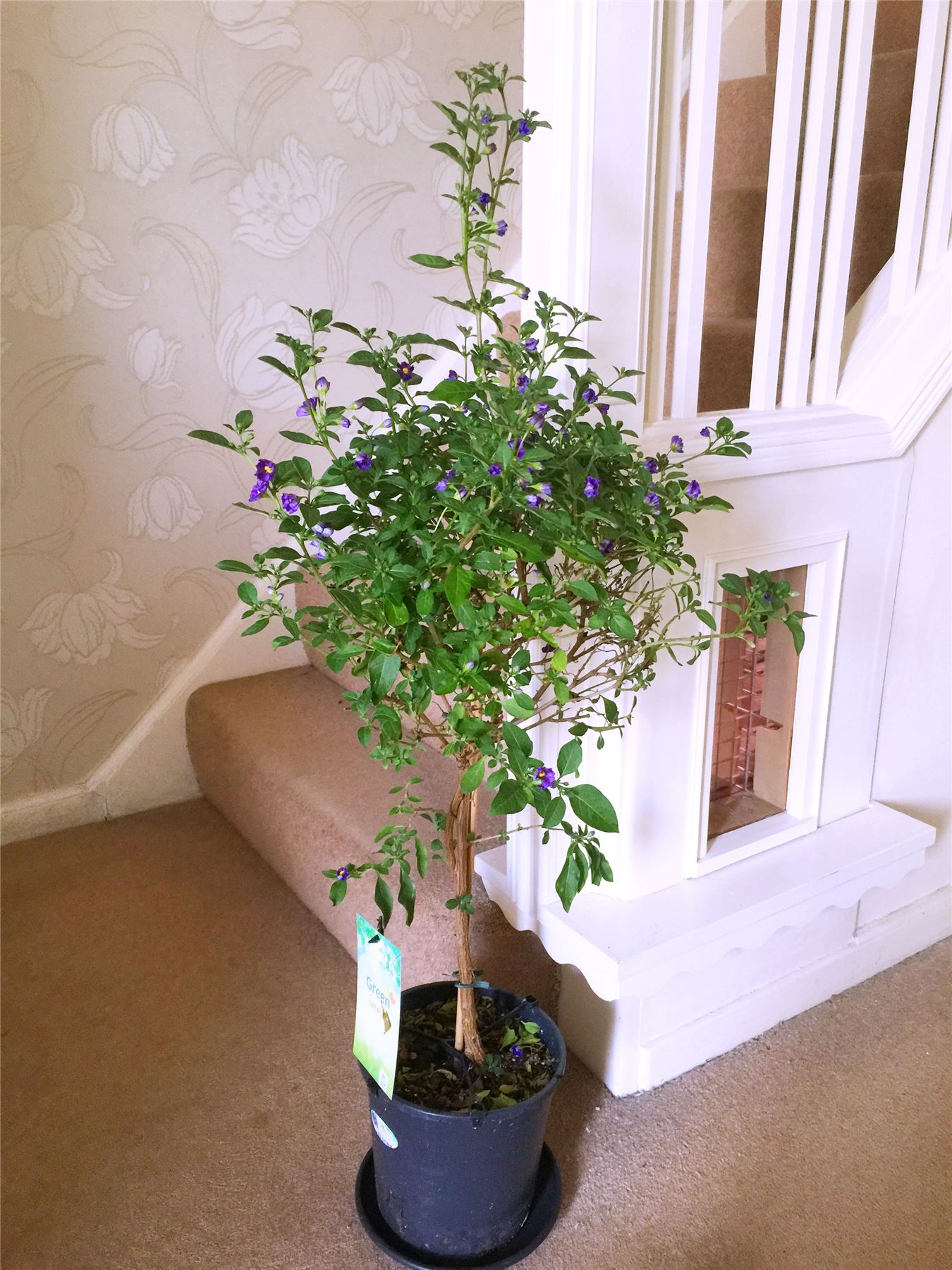 1 Blue Potato Bush Royal Robe Pot Standing Garden Plant Fragrant