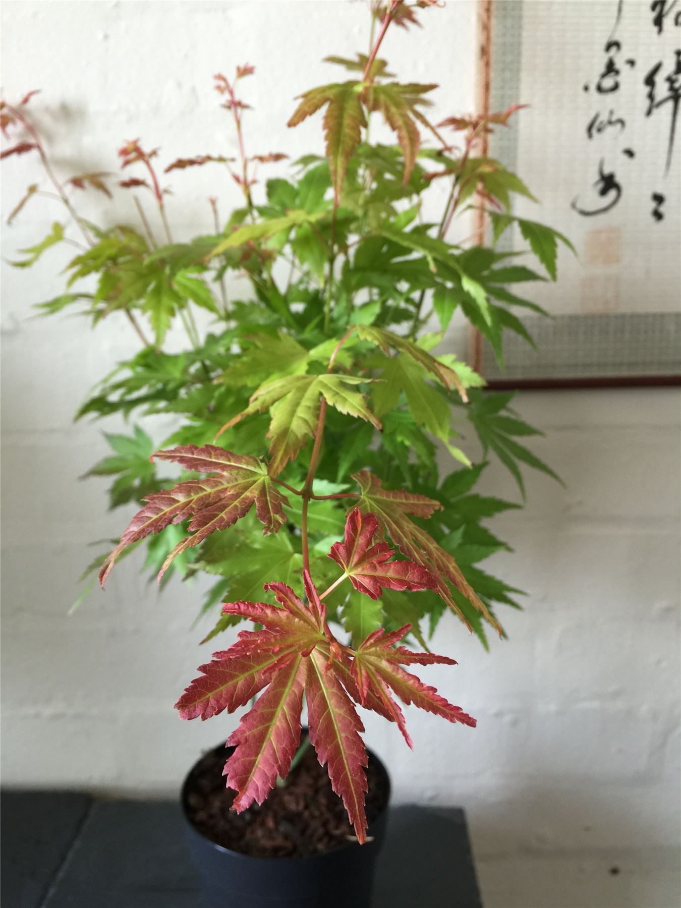 Japanese Maple Acer Palmatum House Tree Indoor Outdoor Plant Garden in