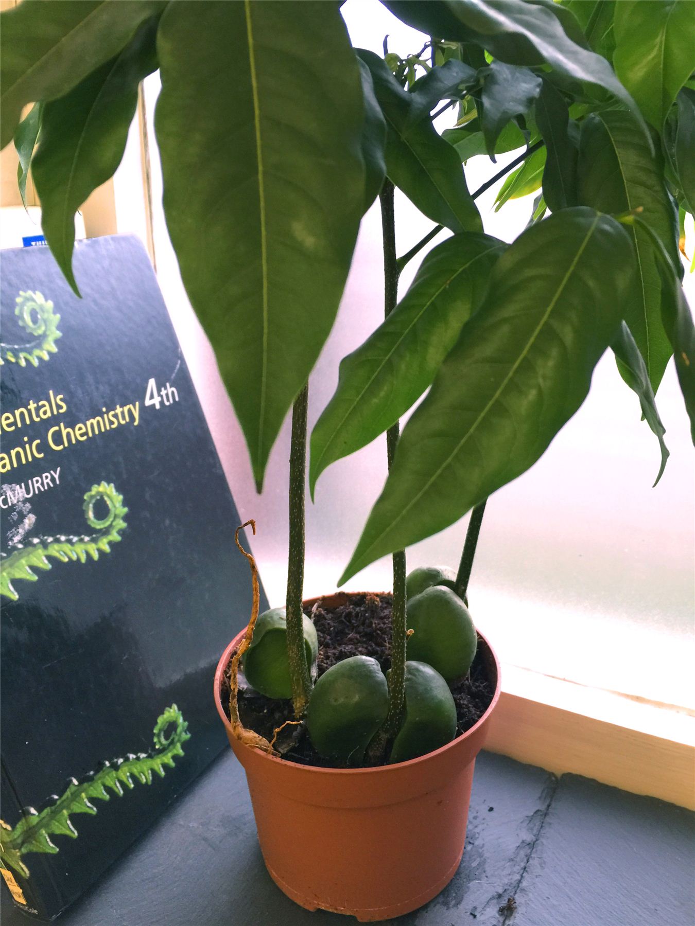 1 Jacks Beanstalk Moreton Bay Chestnut Blackbean Lucky