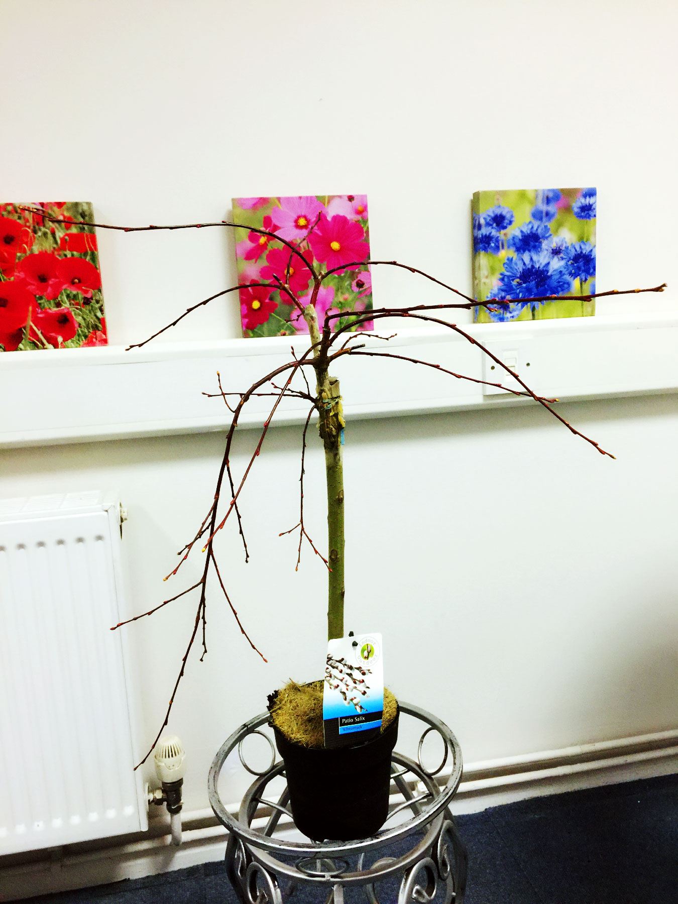 Hardy Salix Caprea Kilmarnock Pussy Willow Trees Indoor Outdoor