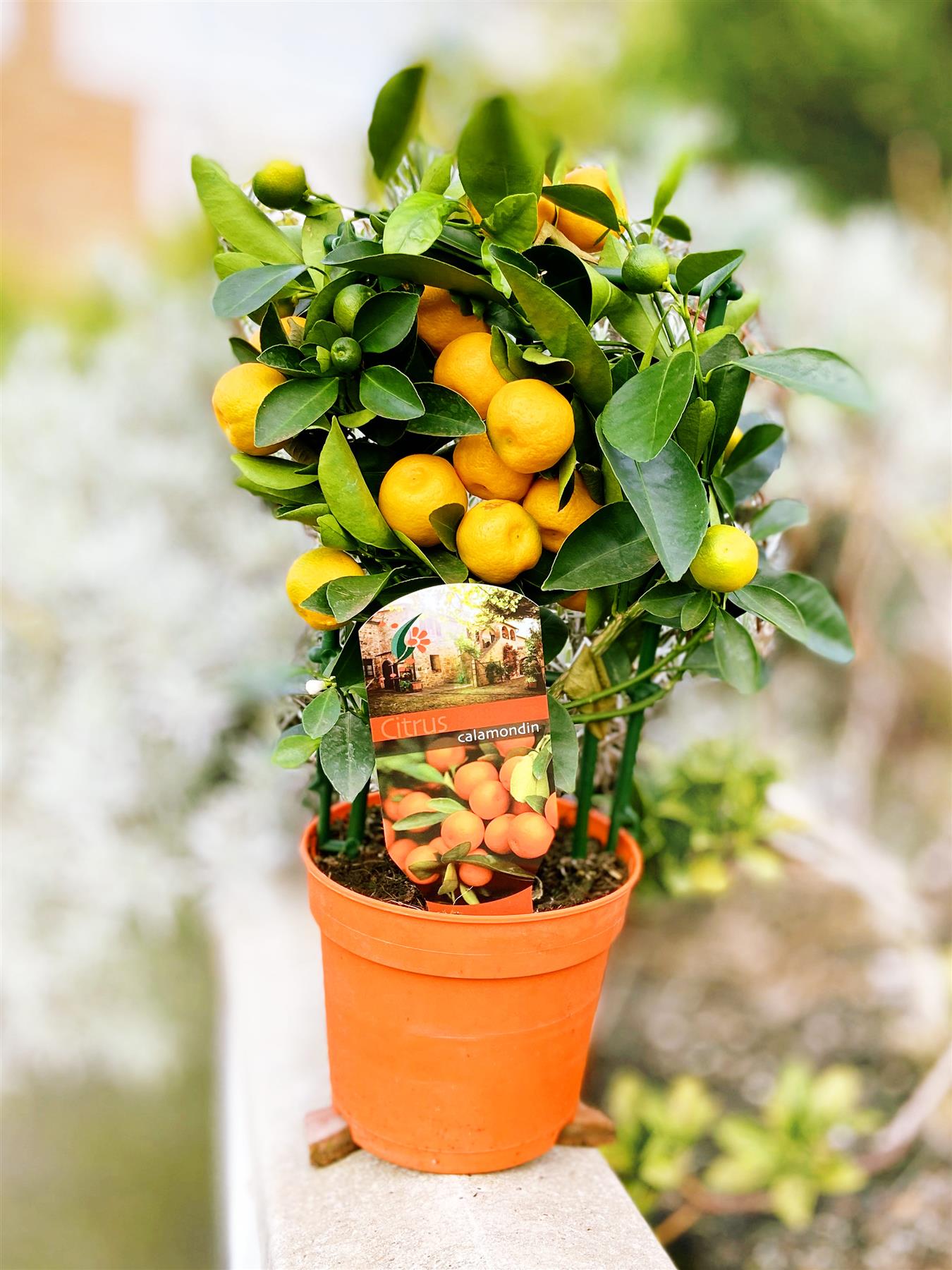 Trellis Trained Standing Calamondin Citrus Orange Fruit Tree Indoor