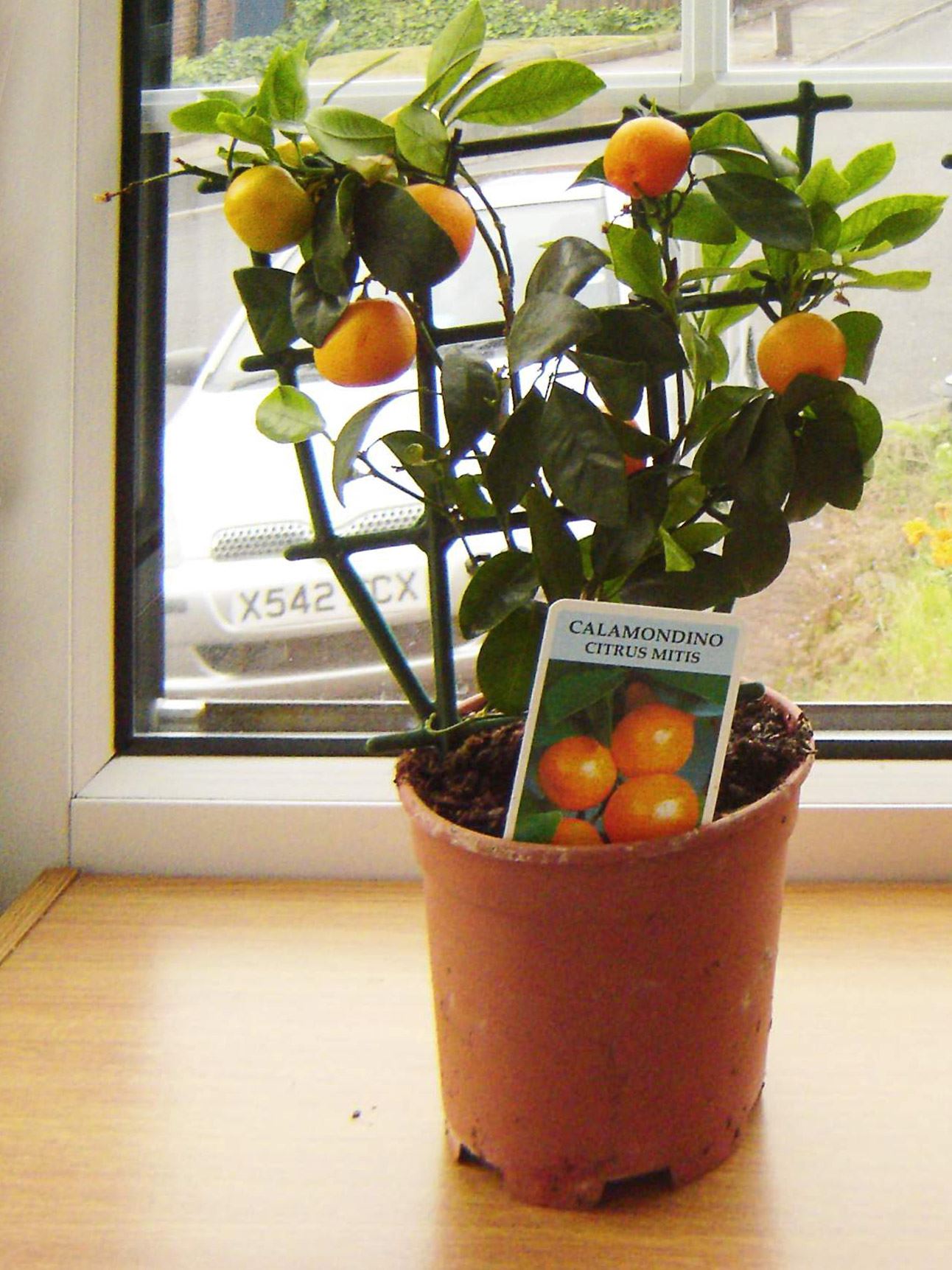1x Dwarf Calamondin Citrus Orange Fruit Tree Treillis Trained Indoor ... 1x Dwarf Calamondin Citrus Orange Fruit Tree Treillis Trained Indoor ...