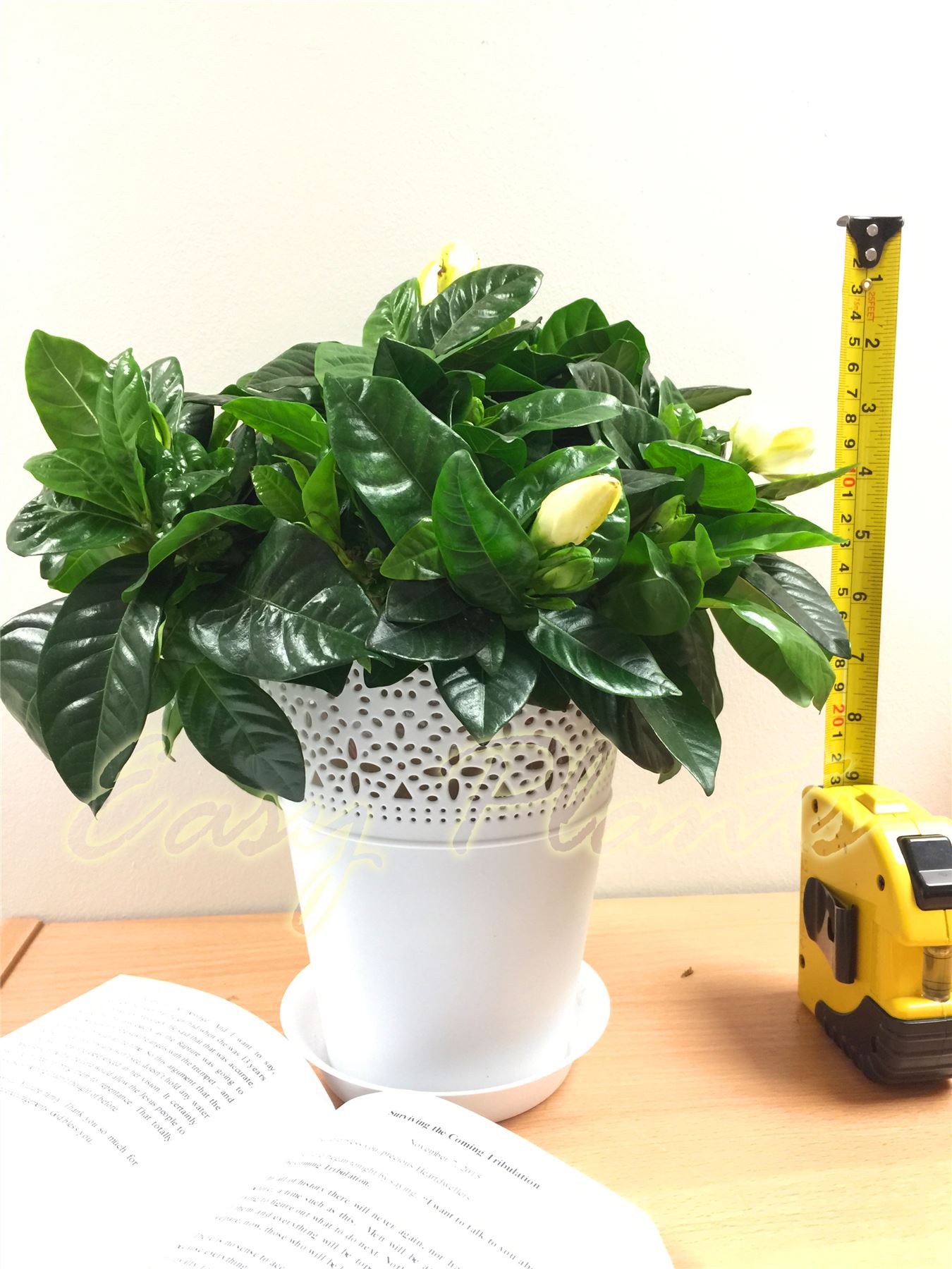 1 SCENTED FRAGRANCE GARDENIA JASMINE EVERGREEN INDOORN HOUSE PLANT IN POT GARDEN eBay