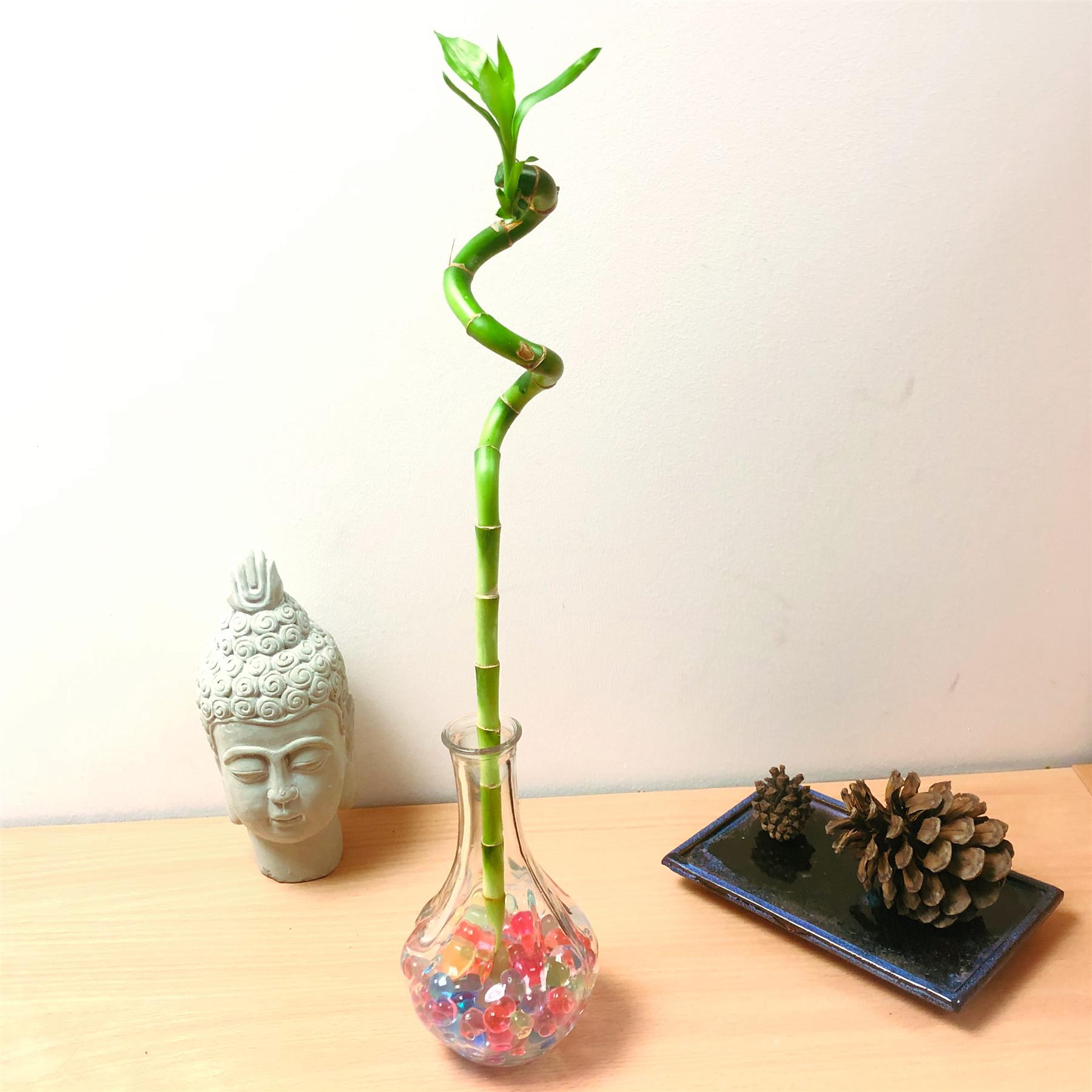 Spiral Lucky Bamboo Ribbon House Plant Glass Vase Colourful Water