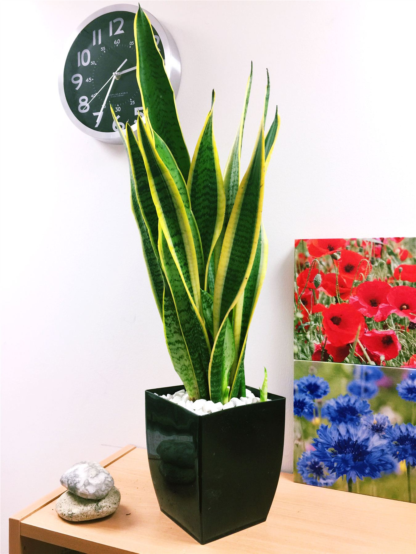 1 MOTHER IN LAW�S TONGUE GOOD LUCK SNAKE PLANT IN POT 1 MOTHER IN LAW�S TONGUE GOOD LUCK SNAKE PLANT IN POT