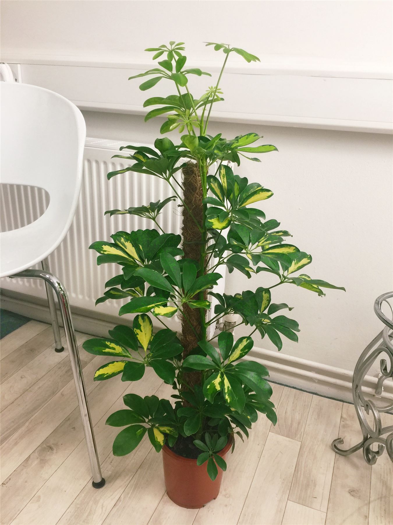 1POPULAR EVERGREEN INDOOR HOUSE PLANT POT Office Home Conservatory