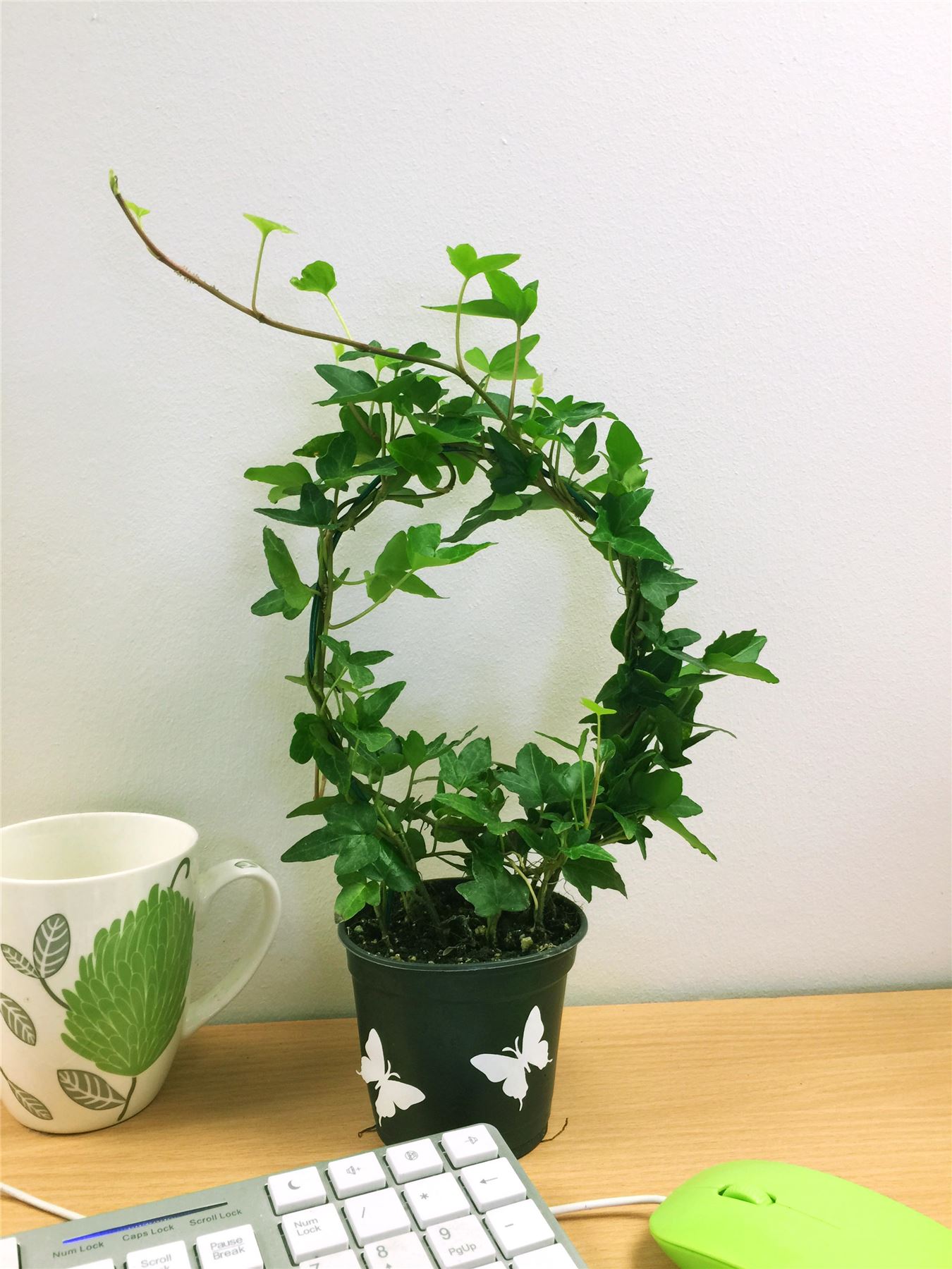 English Ivy Hedera Evergreen Hardy Wall Climbing Hanging Baskets Gardening Plant - Picture 13 of 13