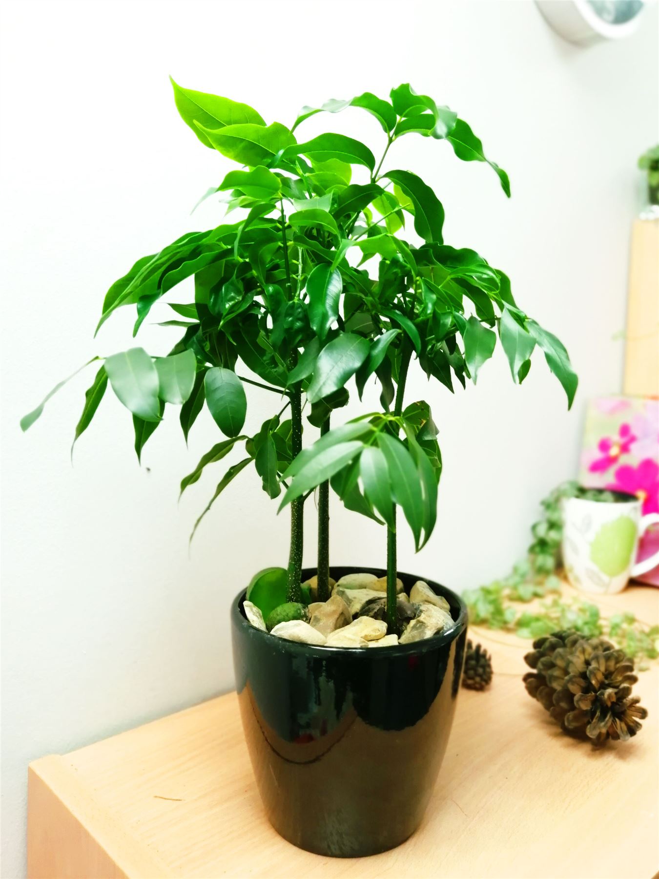 Jack�s Beanstalk Moreton Bay Chestnut Lucky Beans Plant