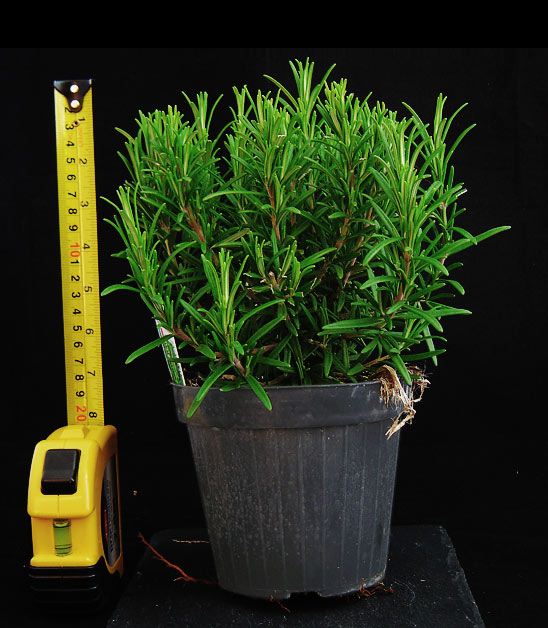 1 Hardy Fragrant Aromatic Stand Rosemary in Pot Indoor ... 1 Hardy Fragrant Aromatic Stand Rosemary in Pot Indoor ... on {keyword}