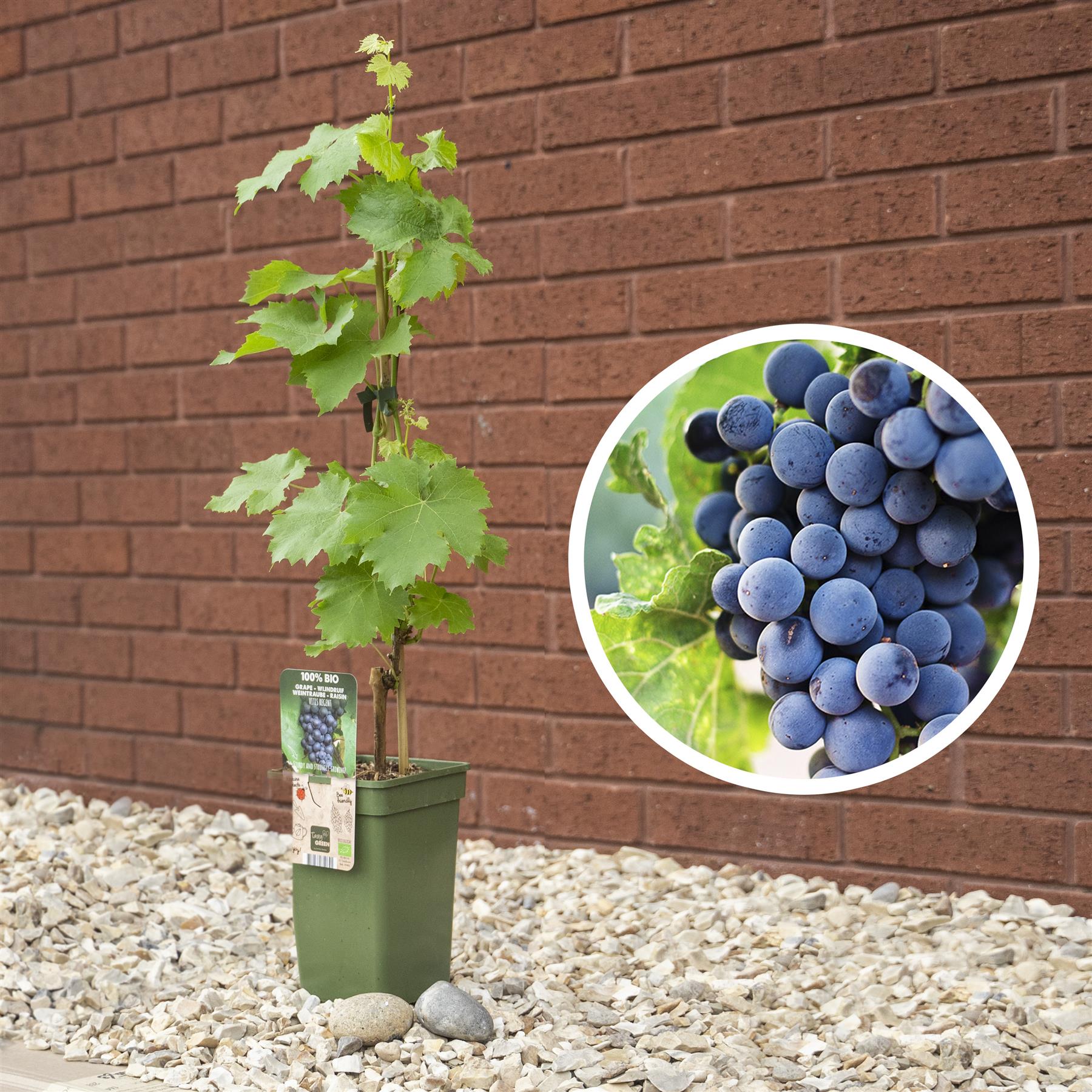 1 Grape Vine Outdoor Plant Pot Multi Tree Fruit Branches Vitis White