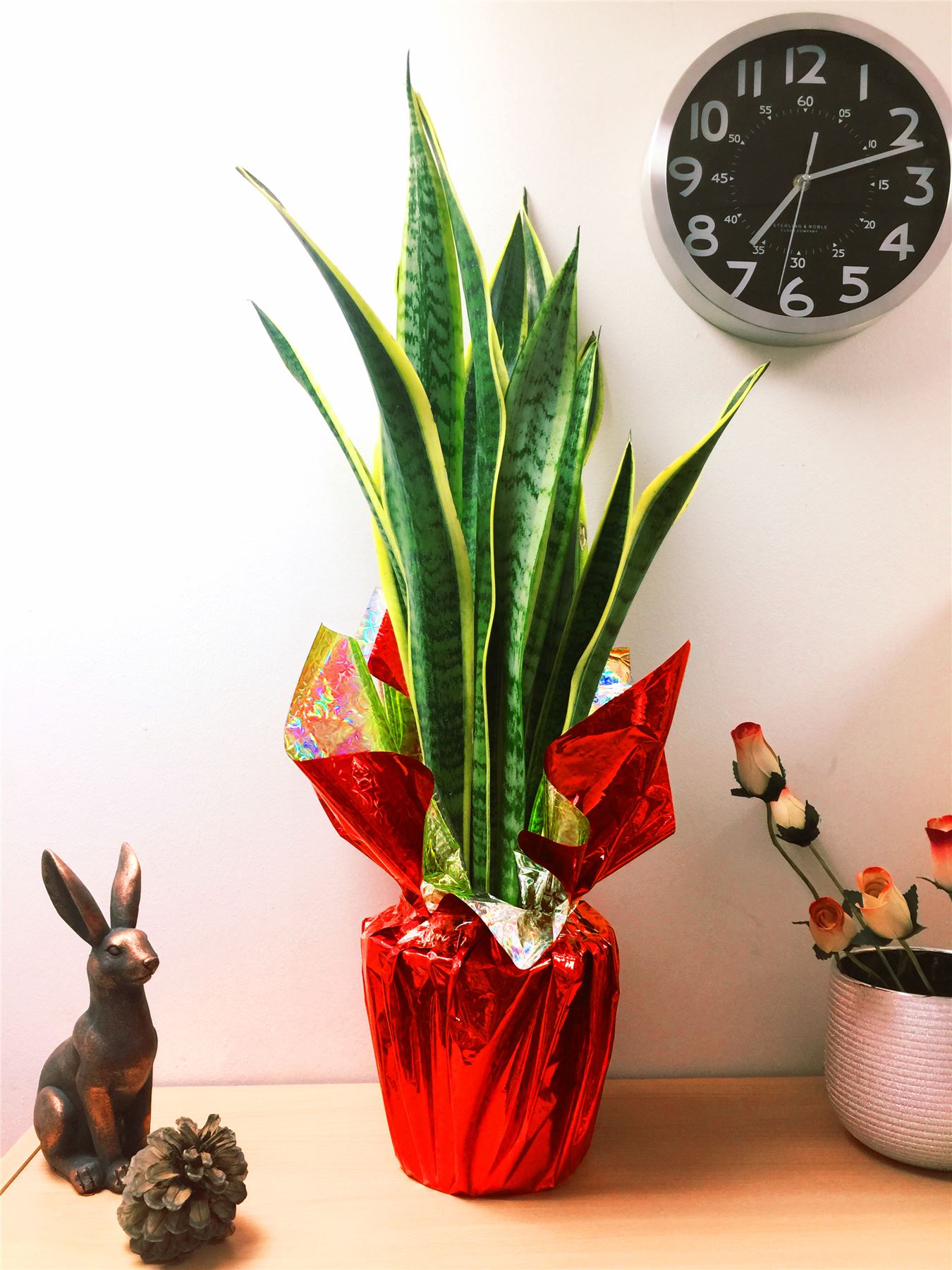 1 Large House Plant Pot in Cellophane Gift Wrap Valentine's Day