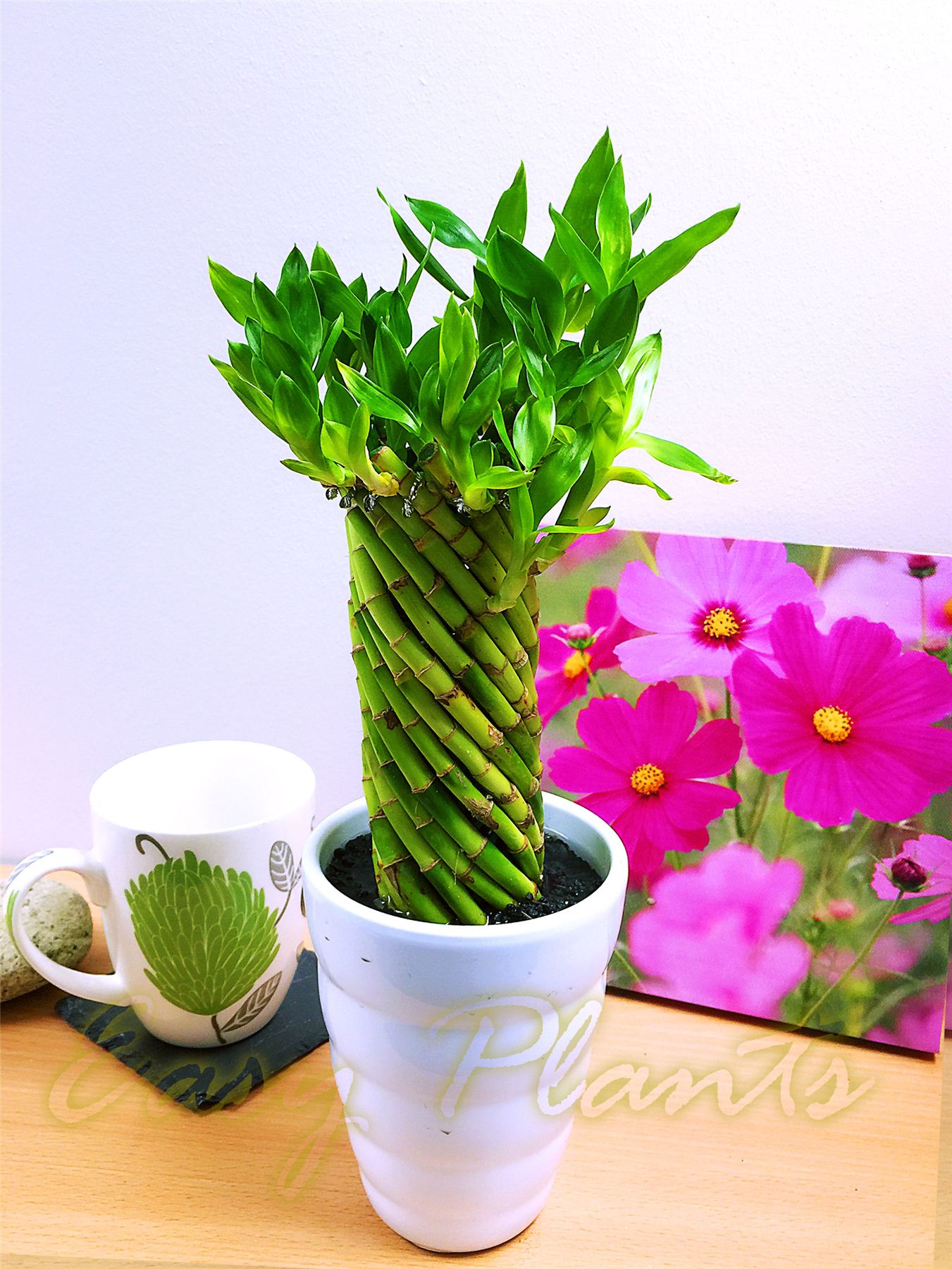 1 LUCKY BAMBOO RIBBON PLANT EVERGREEN INDOOR BONSAI IN CERAMIC POT FOR FENG SHUI eBay