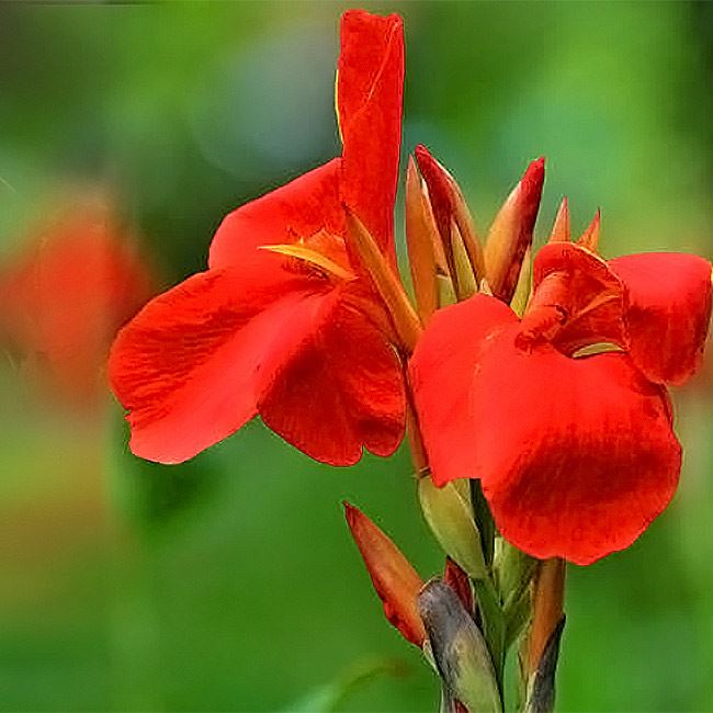 Long Lasting Giant Red Flowers Canna Lily Roots Perennial Plant