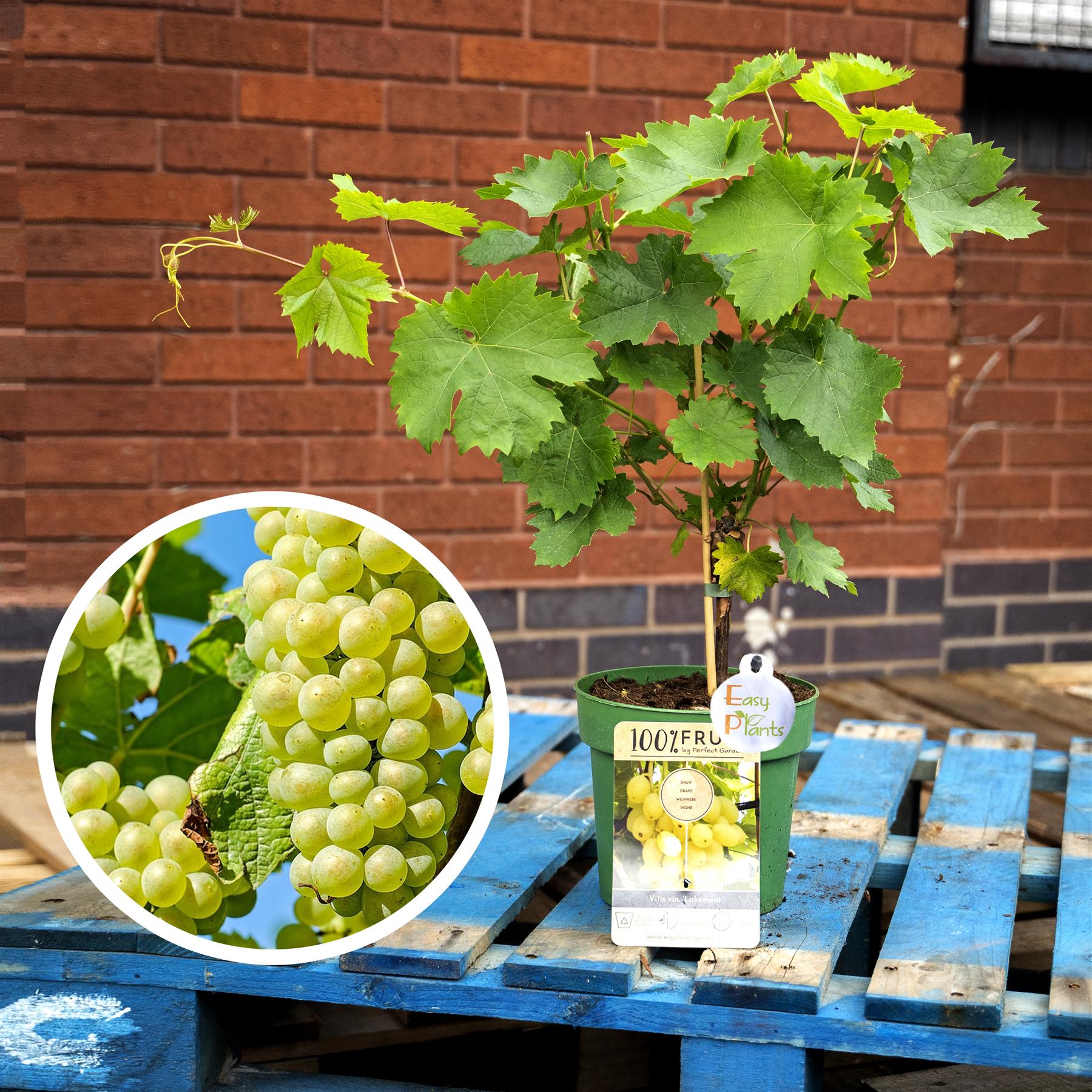 Outdoor Grape Standing Garden Climber Plant Pot Black Green Red Fruit