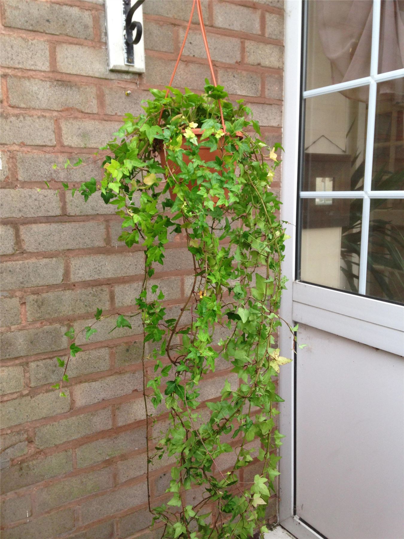 English Ivy Hedera Evergreen Hardy Wall Climbing Hanging Baskets Gardening Plant - Picture 11 of 13