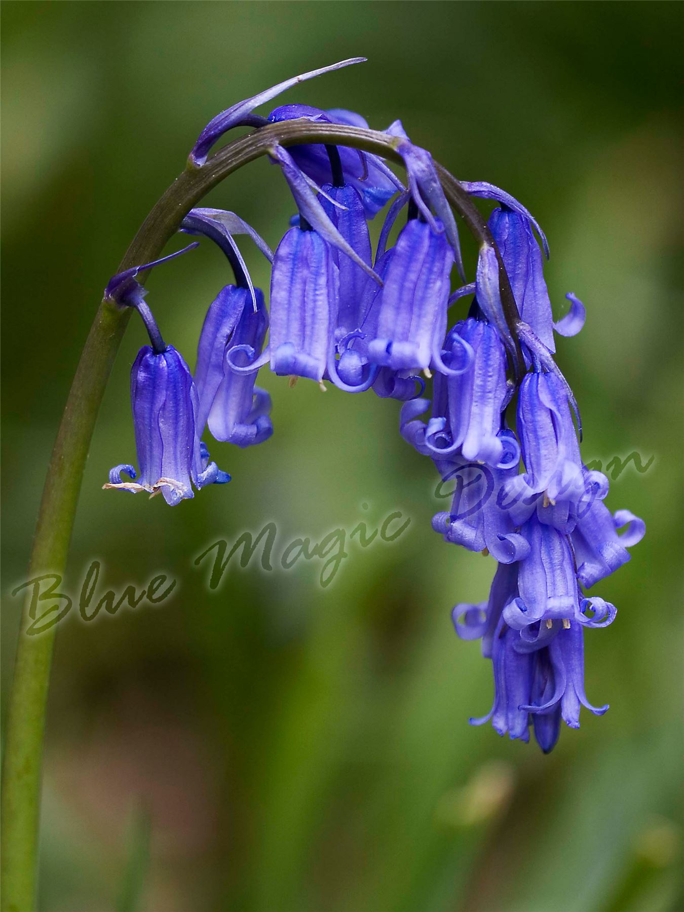 Hasenglöckchen 5 Tranditionelle Blauglocke Blau Knolle Frühling Blüher