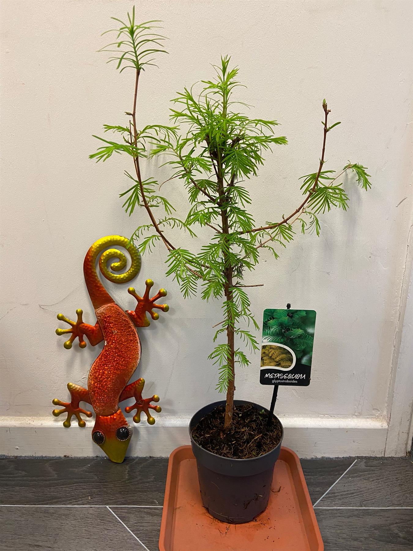 DAWN REDWOOD TREE IN POT LARGE OUTDOOR HEDGE PLANT CONIFOR BRIGHT GREEN