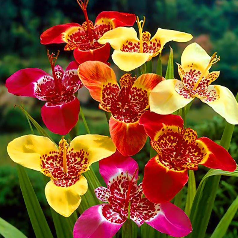 10 TIGRIDIA TIGER FLOWER MIX SPRING GARDENING BULBS GARDEN CORMS