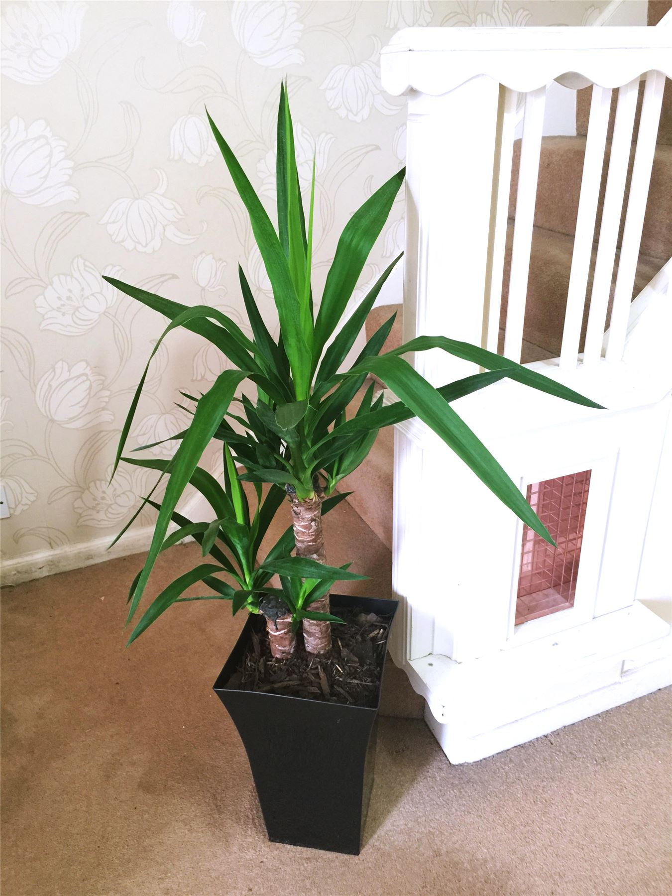 1 Large Indoor Tree Milano Gloss Pot Office House Conservatory Floor