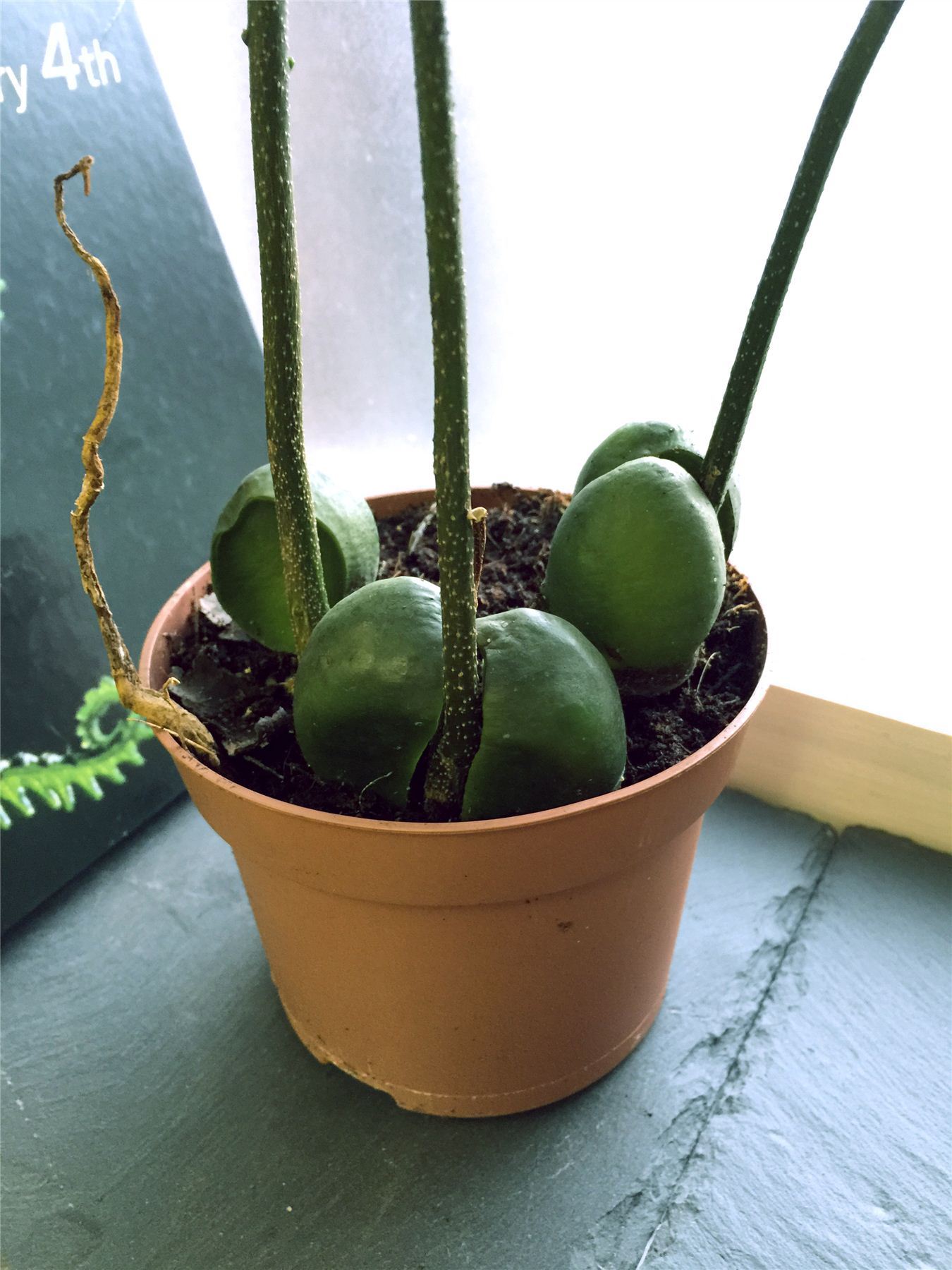 Jack�s Beanstalk Moreton Bay Chestnut Lucky Beans Plant