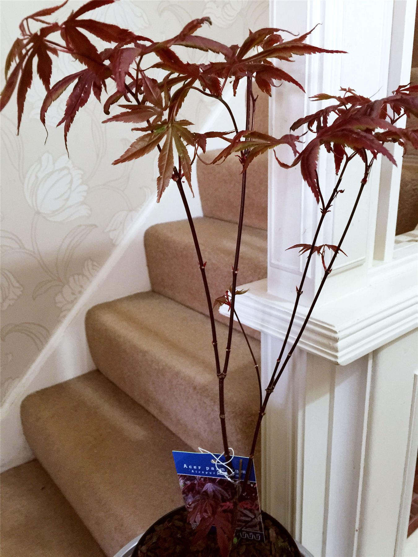 Japanese Maple Acer Palmatum House Tree Indoor Outdoor Plant Garden in