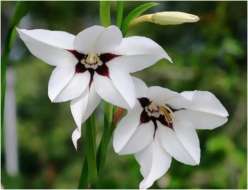 35 PEACOCK ORCHIDS GLADIOLUS CALLIANTHUS 5/6CM SPRING