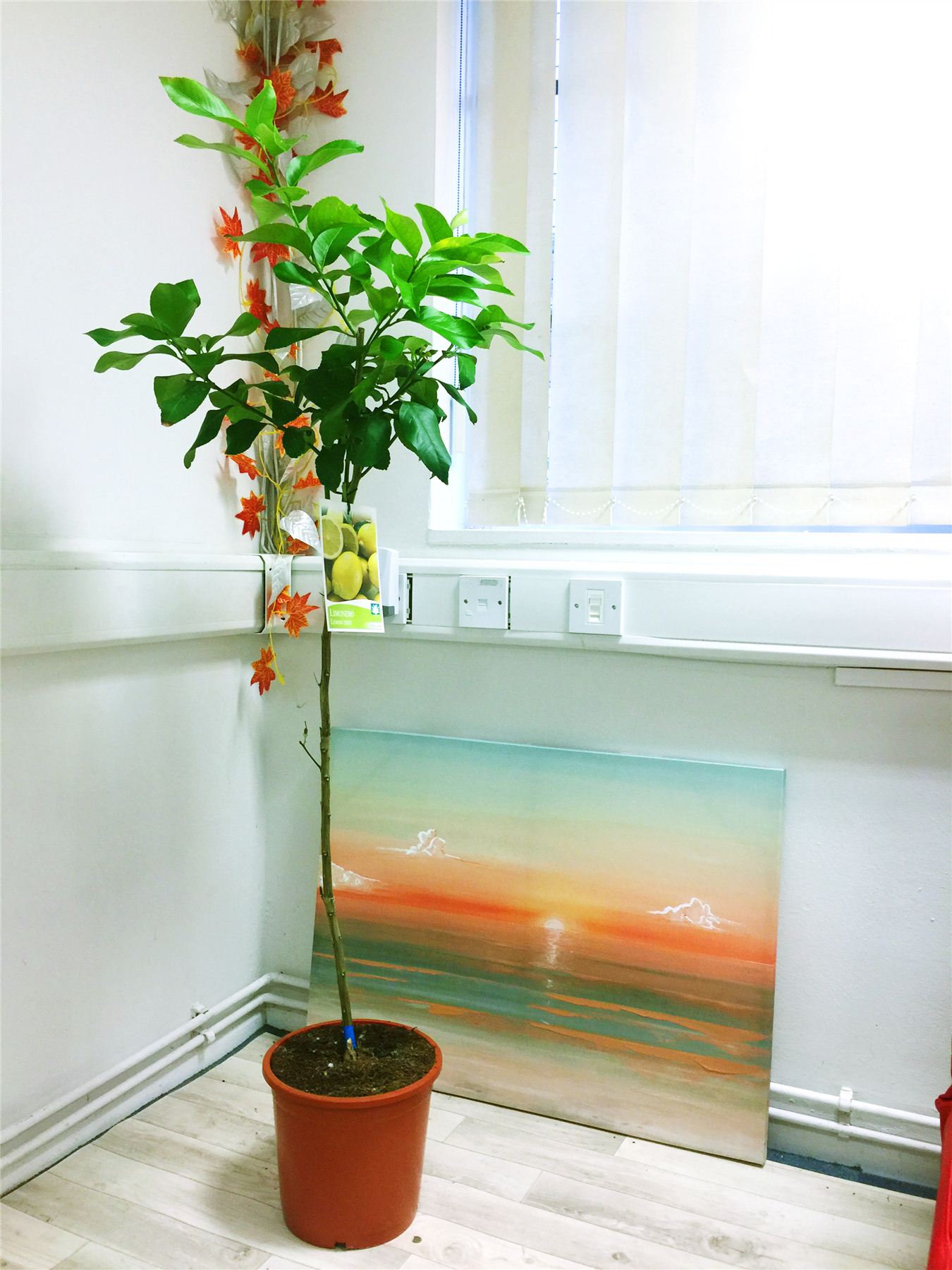 STANDING TRELLISED SCENT LEMON CITRUS FRUIT TREE @POT OUTDOOR INDOOR ... STANDING TRELLISED SCENT LEMON CITRUS FRUIT TREE @POT OUTDOOR INDOOR ...