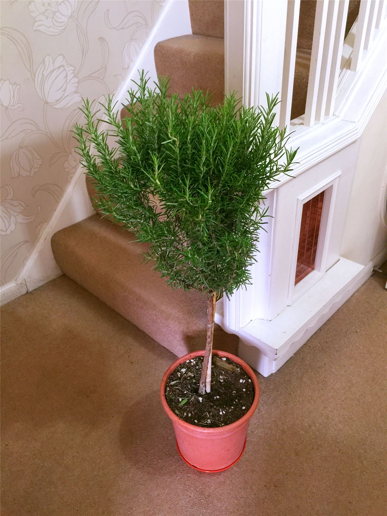 1 Hardy Fragrant Aromatic Stand Rosemary in Pot Indoor ... 1 Hardy Fragrant Aromatic Stand Rosemary in Pot Indoor ... on {keyword}