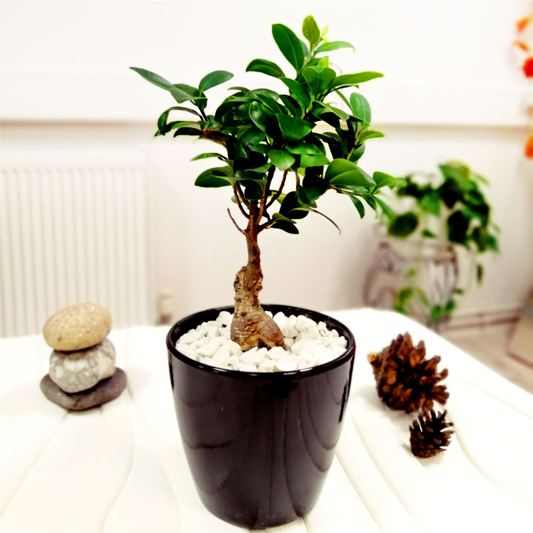 1 BONSAI FICUS GINSENG GENSENG INDOOR TREE IN POT RARE SPECIES