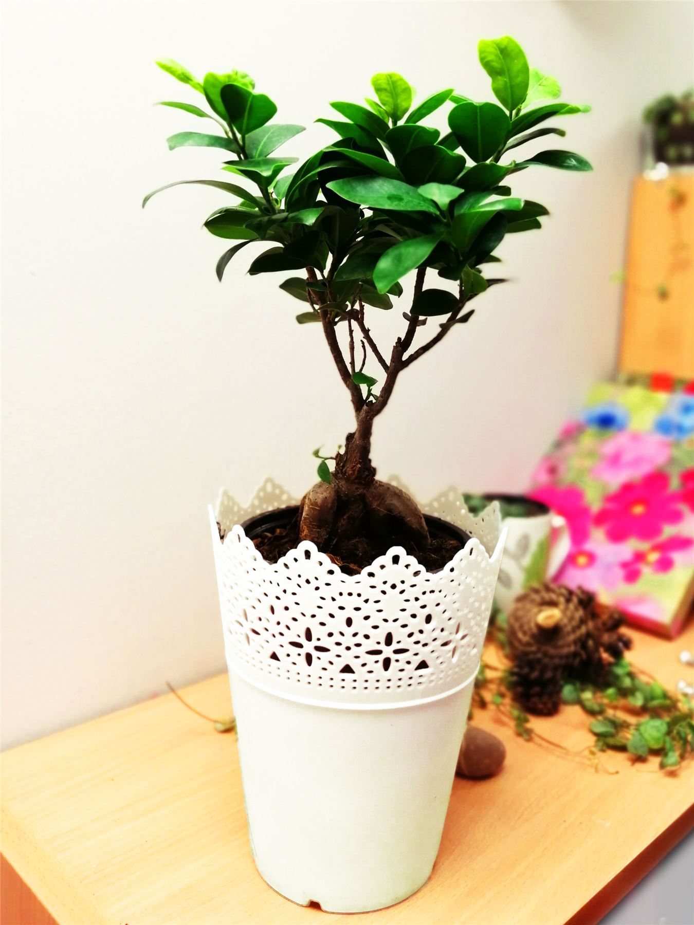 1 BONSAI FICUS GINSENG GENSENG INDOOR TREE IN POT RARE SPECIES