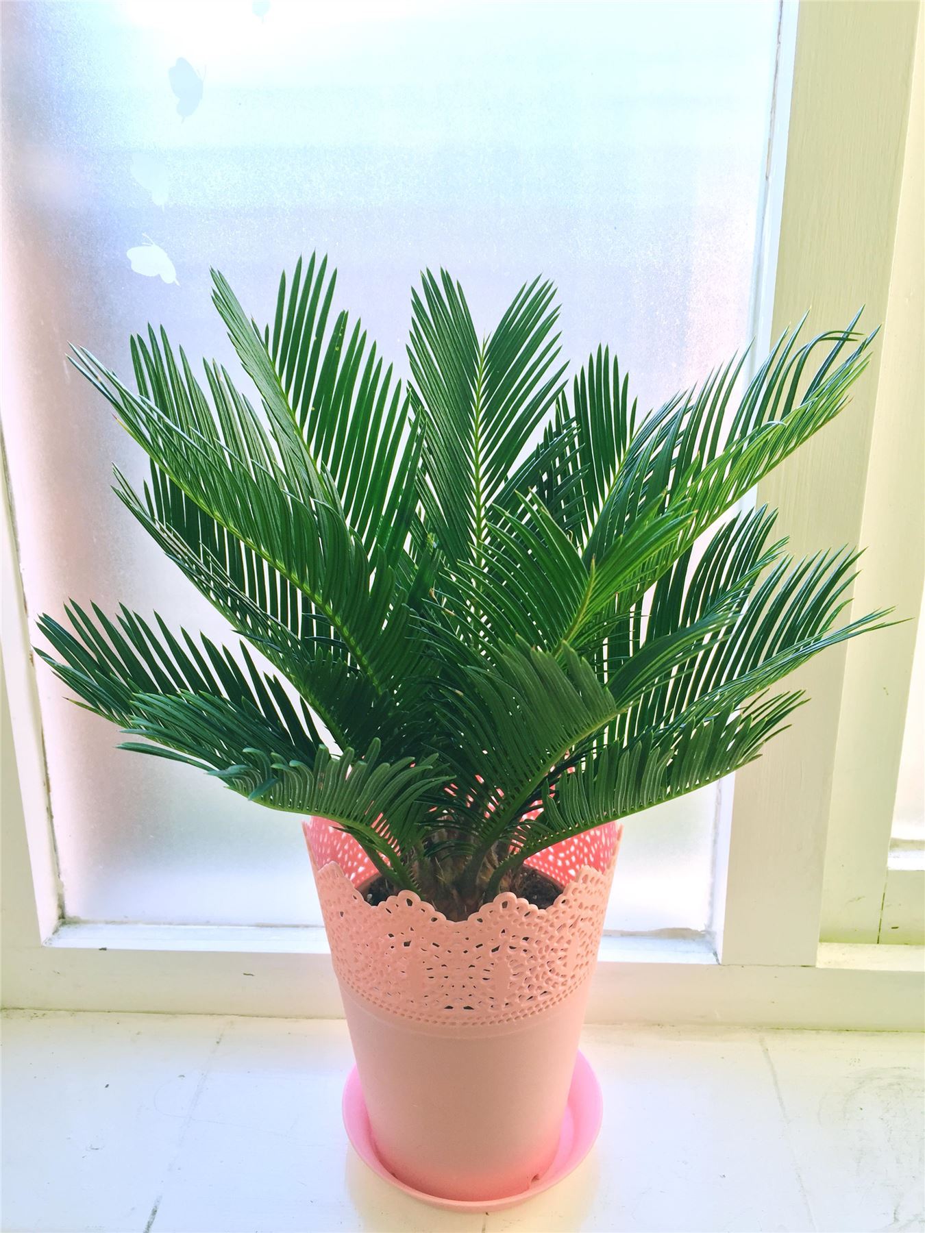 1 Evergreen King Sago Palm Cycas Revoluta in Pot Indoor Outdoor Tree