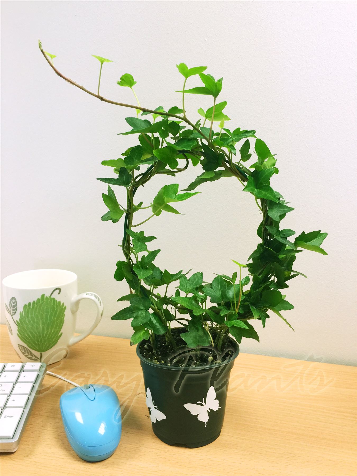 English Ivy Hedera Evergreen Hardy Wall Climbing Hanging Baskets