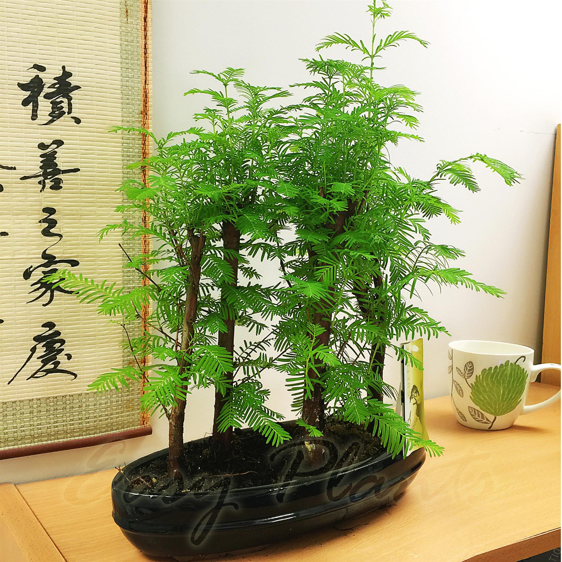 DAWN REDWOOD TREE IN POT LARGE OUTDOOR HEDGE PLANT CONIFOR BRIGHT GREEN