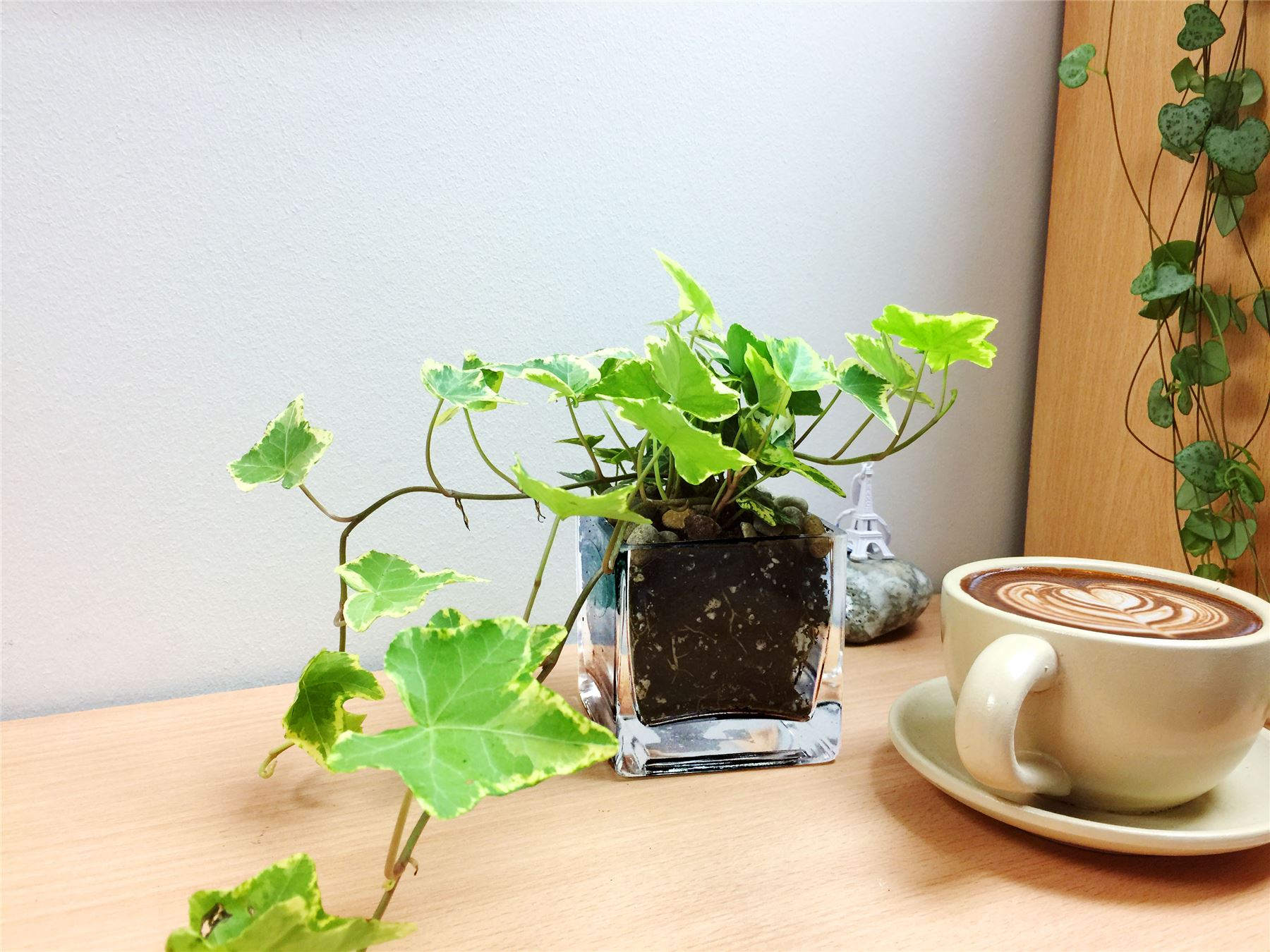English Ivy Hedera Evergreen Hardy Wall Climbing Hanging Baskets Gardening Plant - Picture 8 of 13