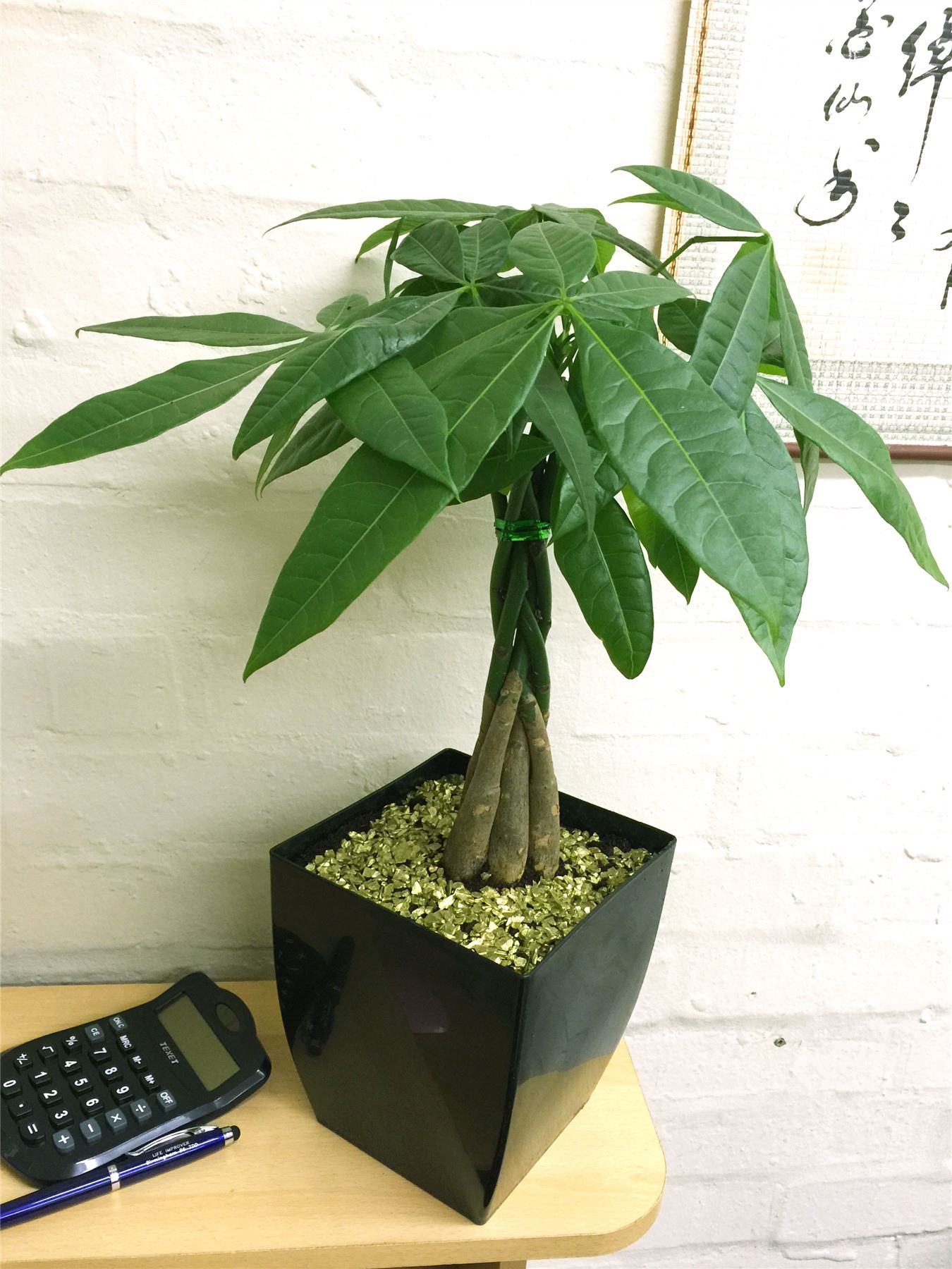 1 Pachira Aquatica Money Tree Evergreen Indoor Garden House Plant Pot