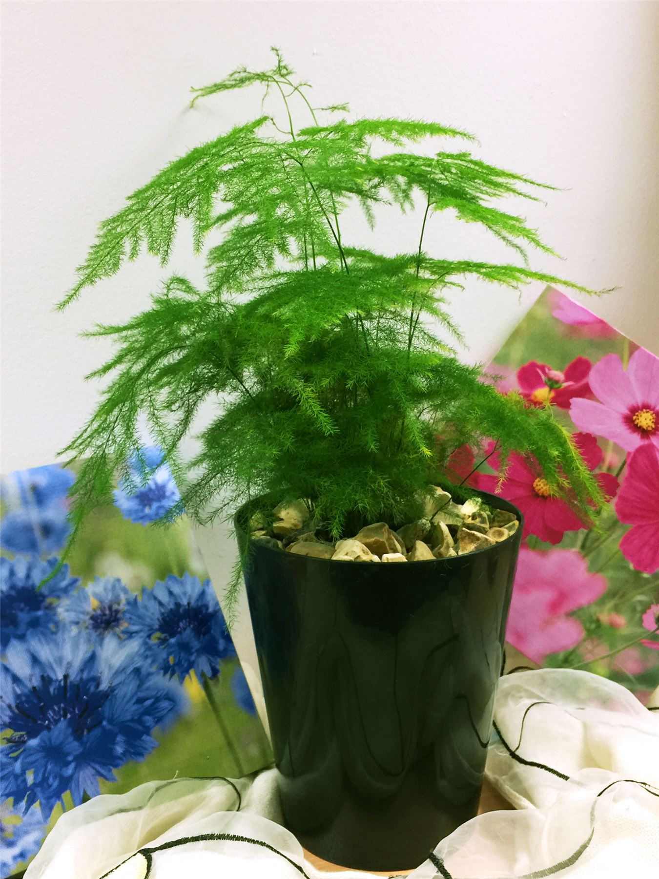 1 x ASPARAGUS FERN EVERGREEN INDOOR OFFICE HOUSE PLANT POT PERENNIAL