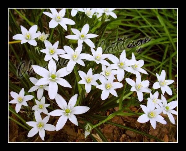 8 Umbellatum Star of Bethlehem Summer Snowflake Gardening Bulb Corm White Flower