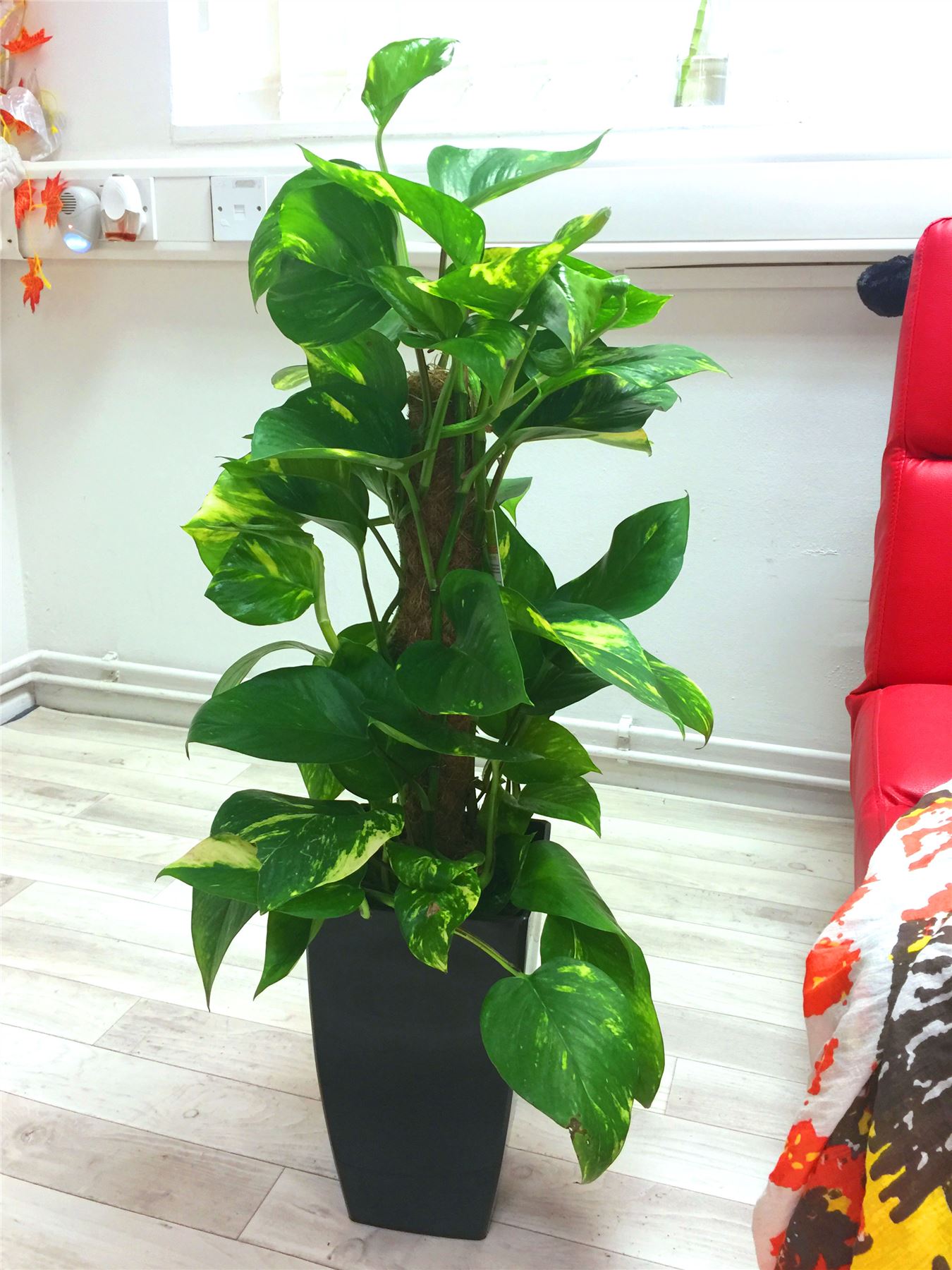 1 Devil�s Ivy Golden Pothos Ivy Arum Evergreen Indoor