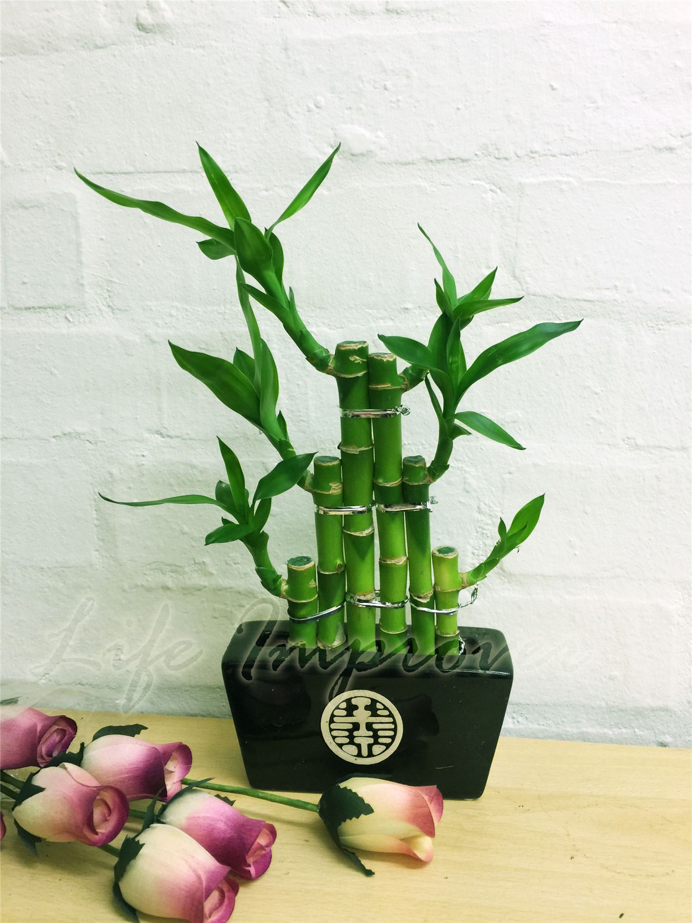 1 LUCKY BAMBOO multifunzione piante sempreverdi indoor bonsai in vaso