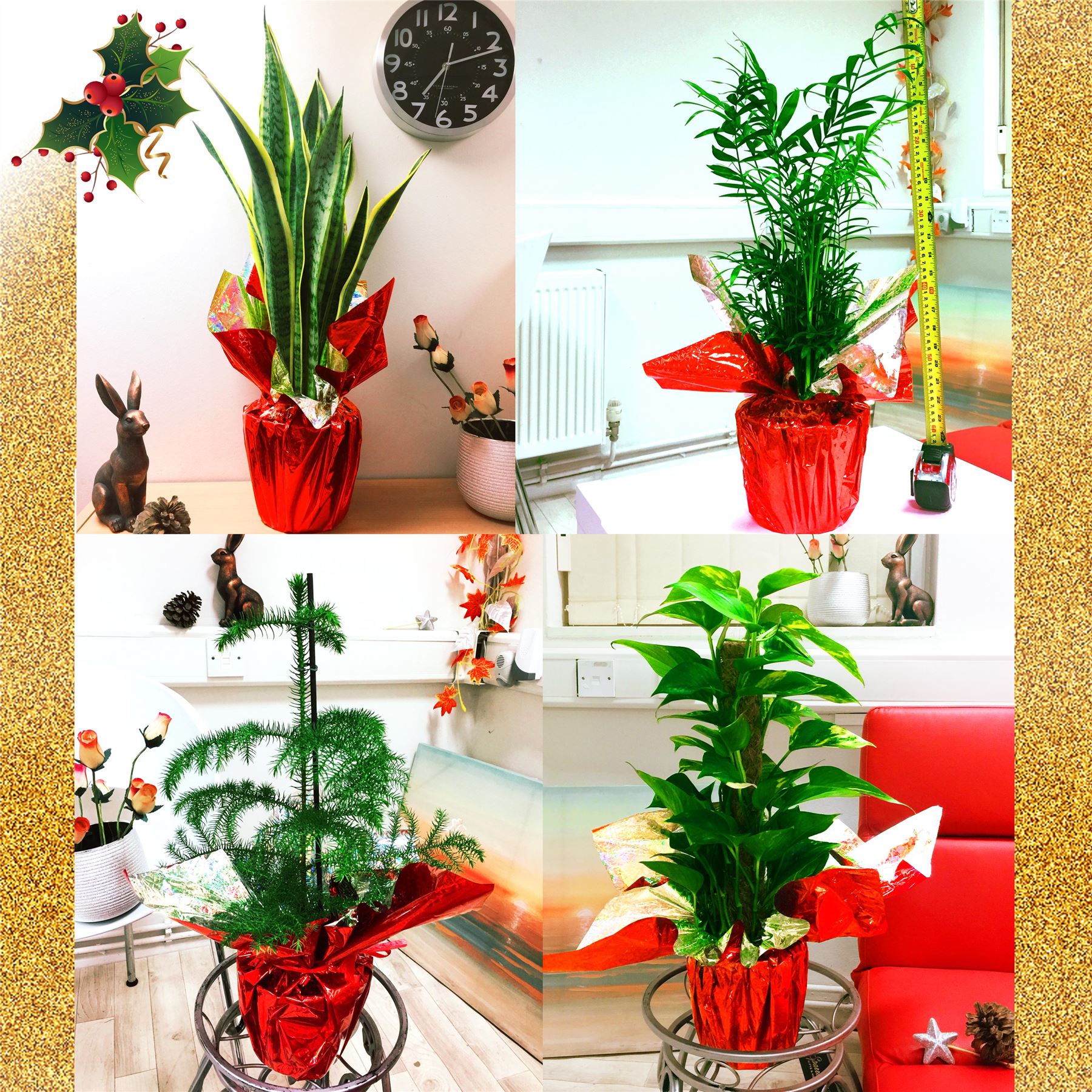 1 Large House Plant Pot in Cellophane Gift Wrap Valentine's Day