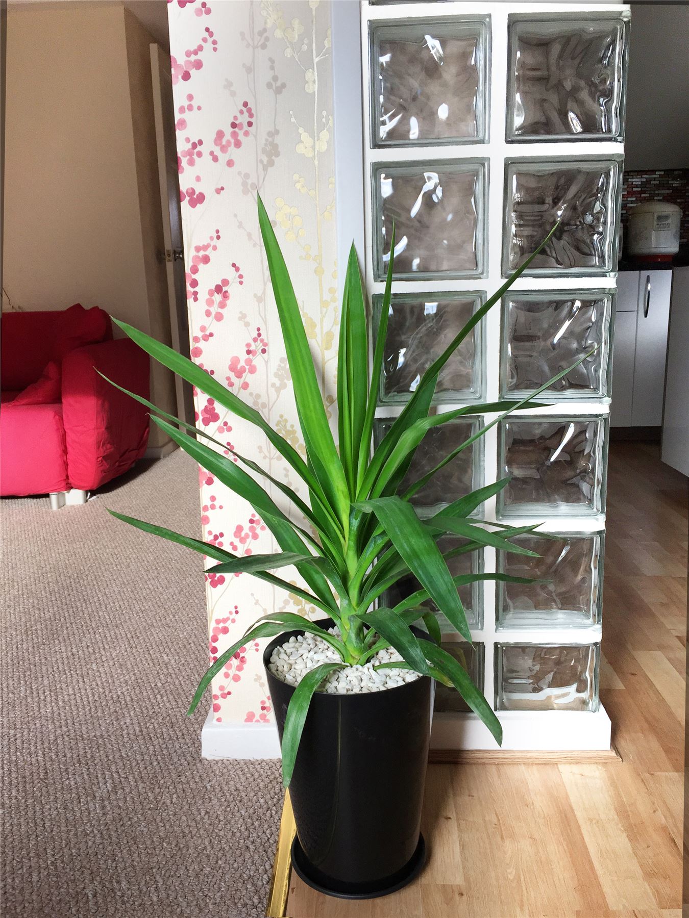 1 Large Evergreen Office House Plant Indoor Tree in Gloss Black Tubus