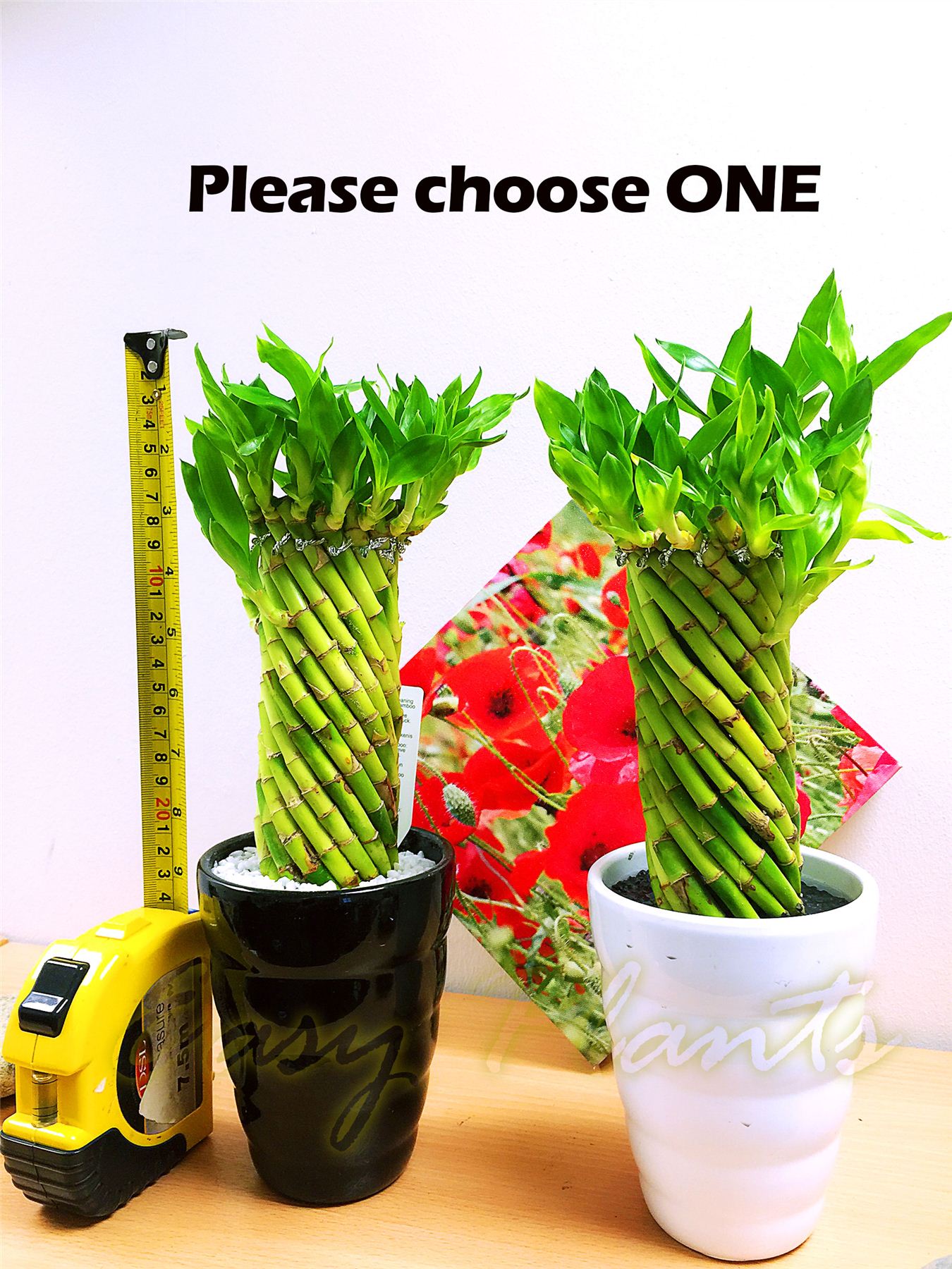 1 LUCKY BAMBOO RIBBON PLANT EVERGREEN INDOOR BONSAI IN CERAMIC POT FOR FENG SHUI eBay