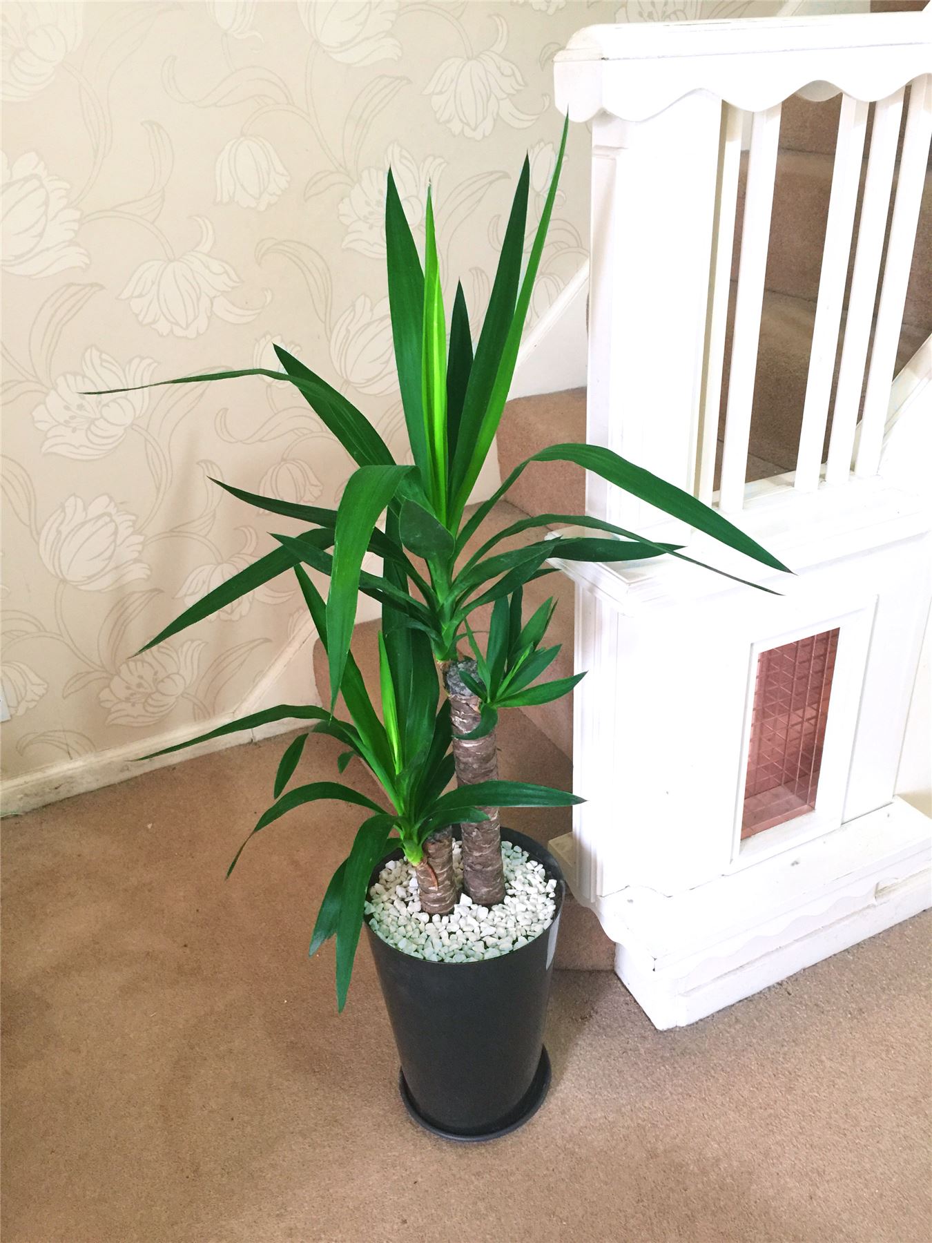 1 Large Evergreen Office House Plant Indoor Tree in Gloss Black Tubus Slim Pot eBay 1 Large Evergreen Office House Plant Indoor Tree in Gloss Black Tubus Slim Pot eBay