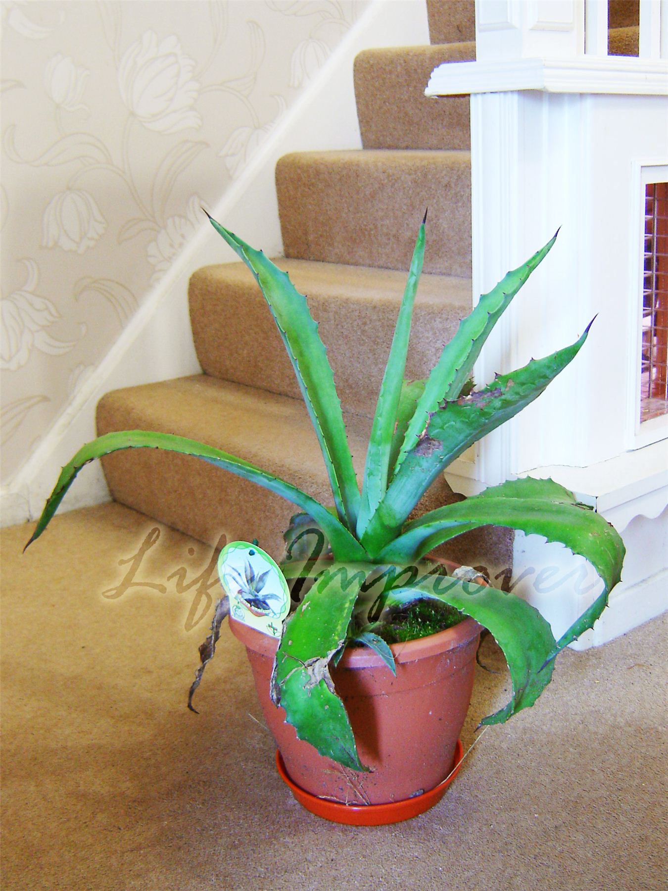EVERGREEN ALOE VERA EN POT, PLANTES MÉDICINALES MAISON EXTÉRIEURE ... EVERGREEN ALOE VERA EN POT, PLANTES MÉDICINALES MAISON EXTÉRIEURE ...