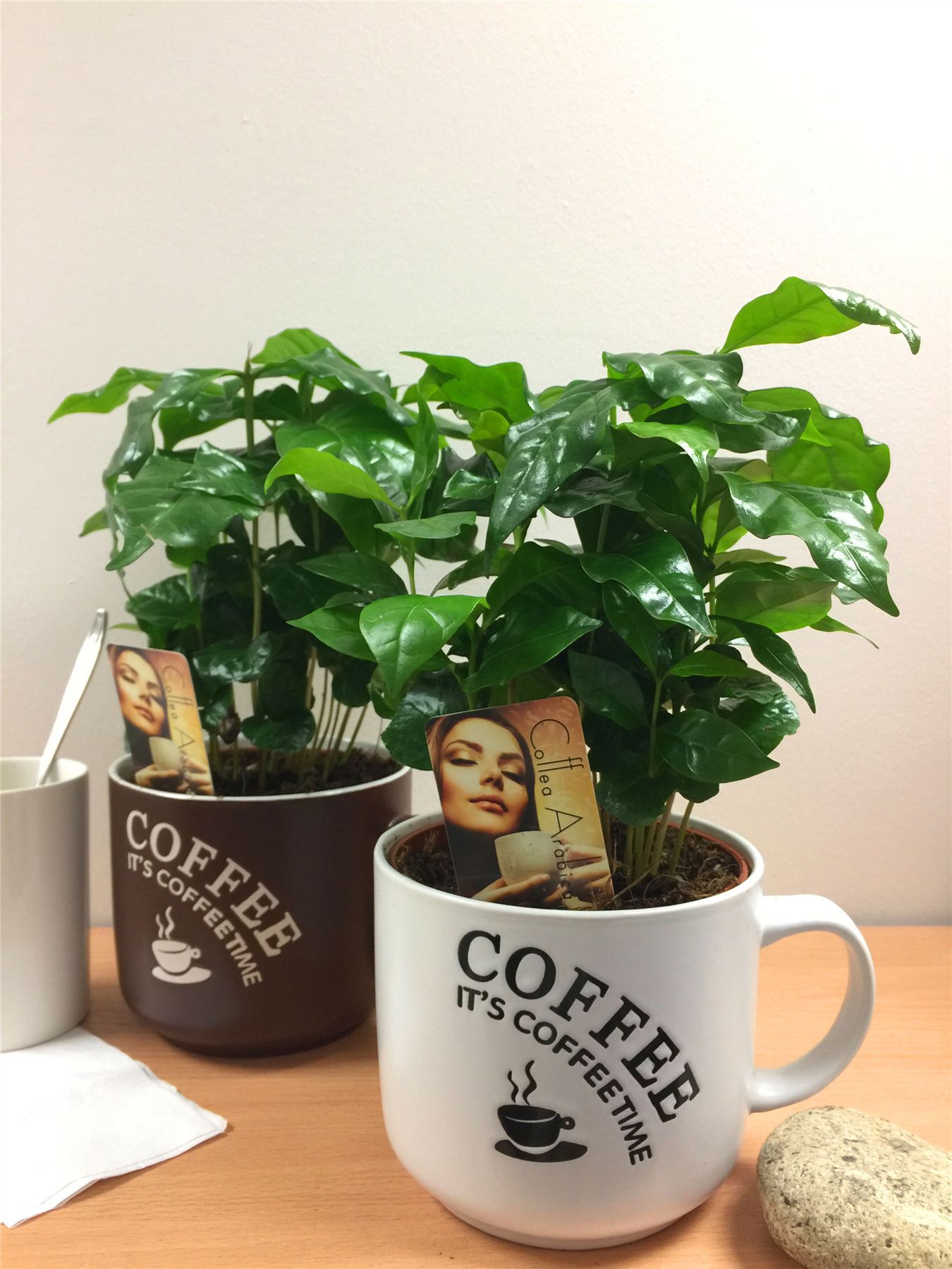 1 Arabica Coffee Plant Tree in Pot Indoor house Garden Grow Your Own