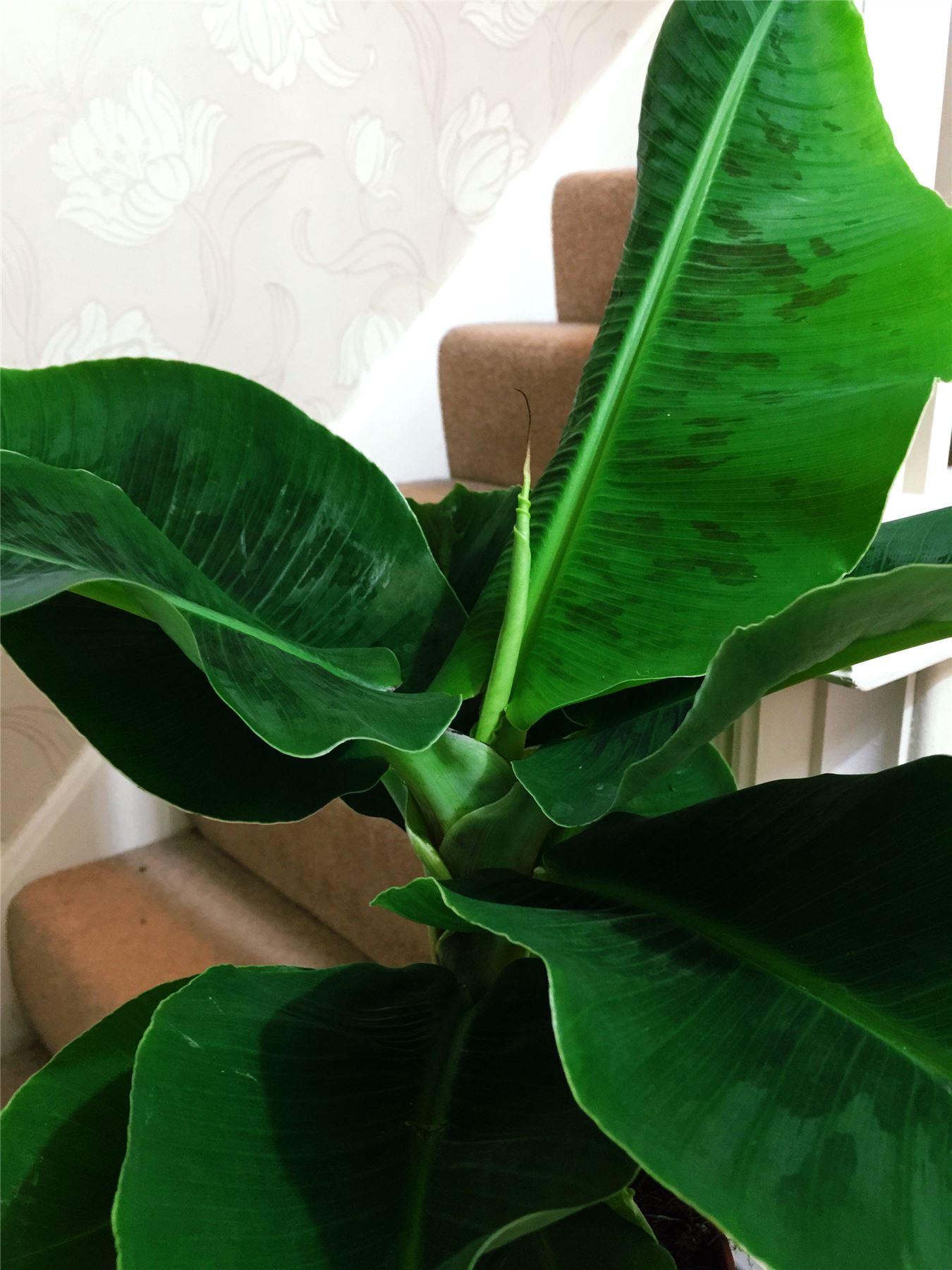 1 Ethiopian Banana House Plant Musaceae Tropical Indoor Outdoor