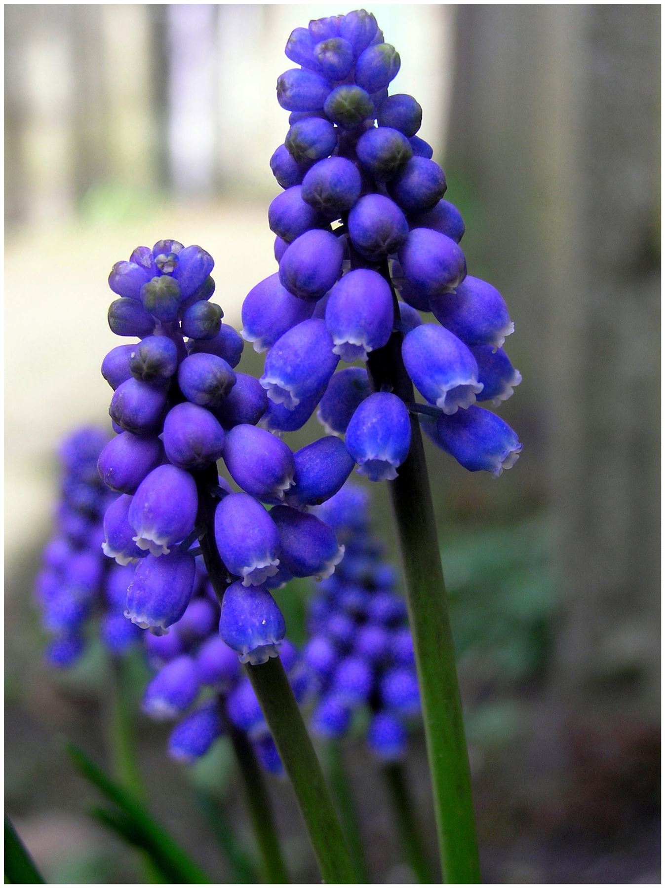 20 MUSCARI ARMENIACUM GRAPE HYACINTH BULBS CORMS Autumn Growing Summer