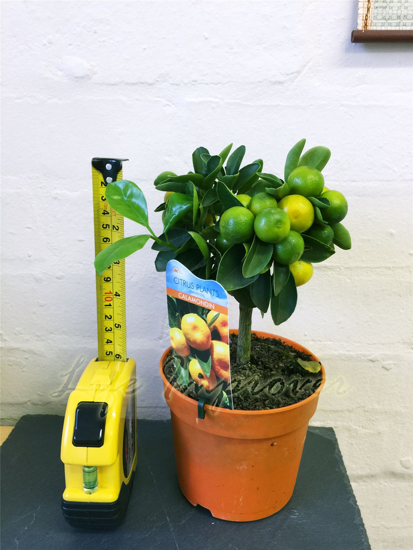1 Dwarf Standing Calamondin Citrus Orange Fruit Tree Indoor Plant in