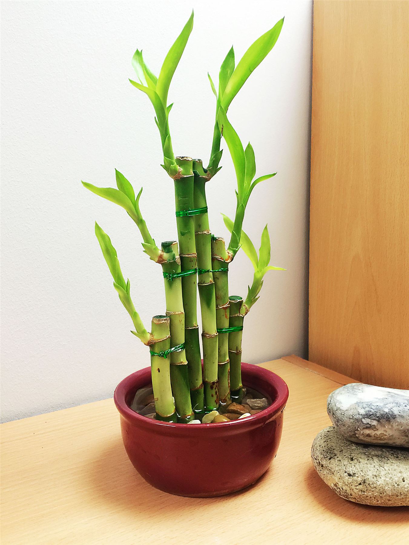 1 LUCKY BAMBOO RIBBON PLANT EVERGREEN INDOOR BONSAI IN CERAMIC POT FOR FENG SHUI eBay